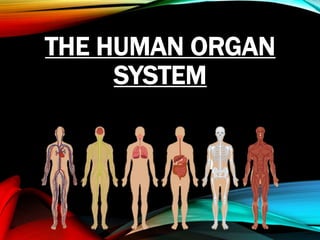 THE HUMAN ORGAN
SYSTEM
 