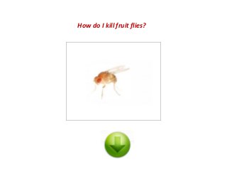 How do I kill fruit flies?
 