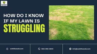 How Do I Know If My Lawn is Struggling