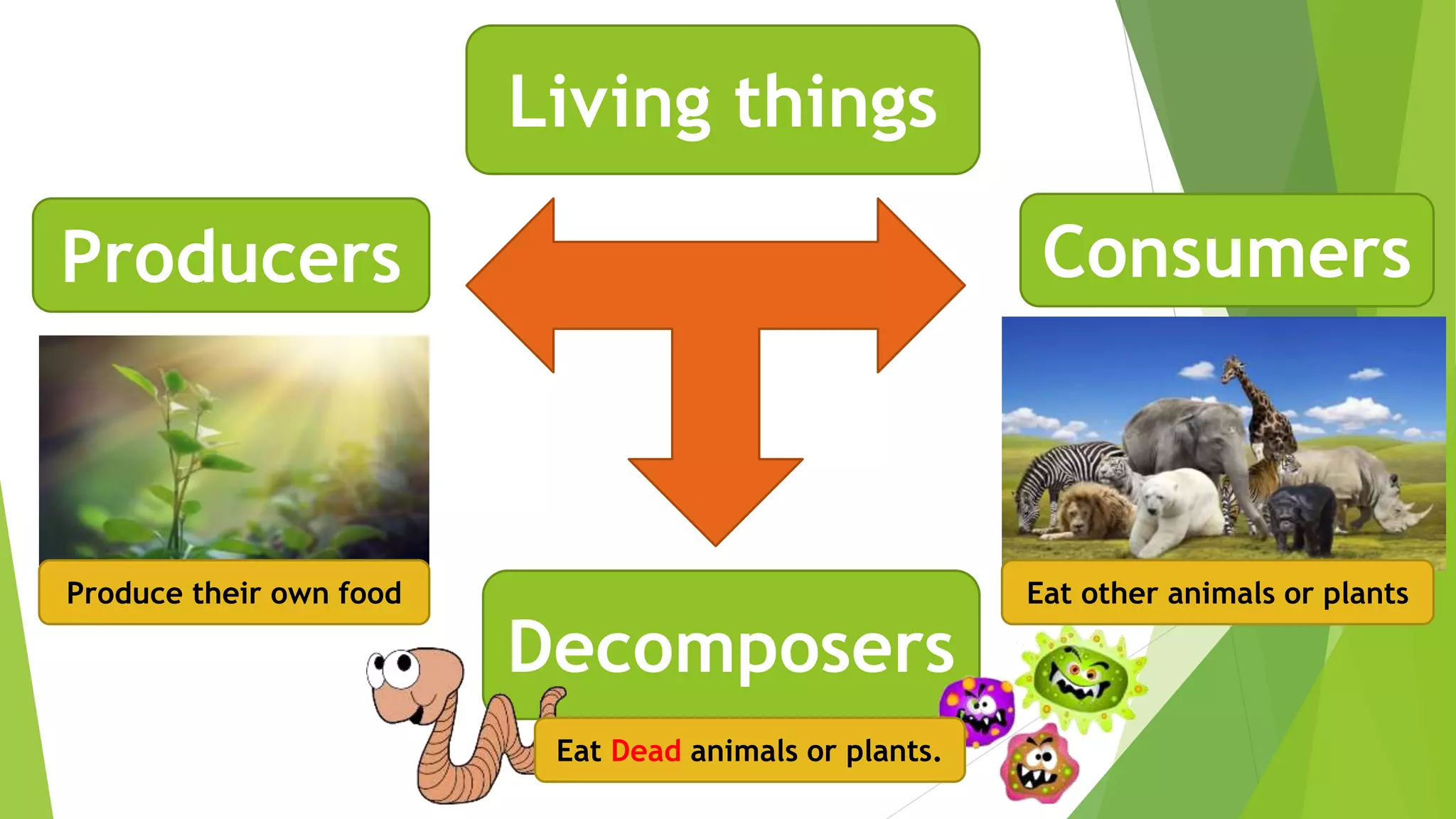 Living things
Producers Consumers
Decomposers
Produce their own food Eat other animals or plants
Eat Dead animals or plants.
 