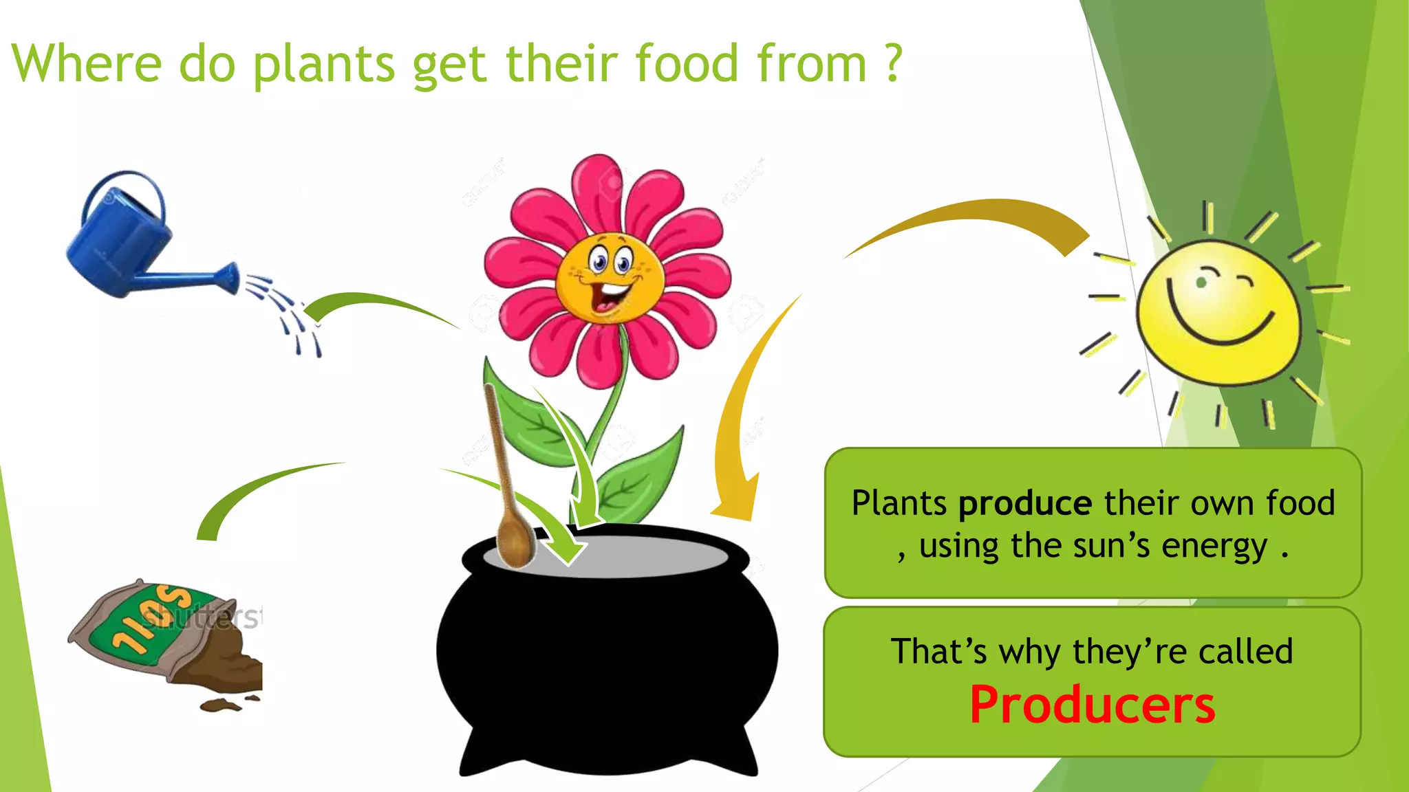 Where do plants get their food from ?
Plants produce their own food
, using the sun’s energy .
That’s why they’re called
Producers
 