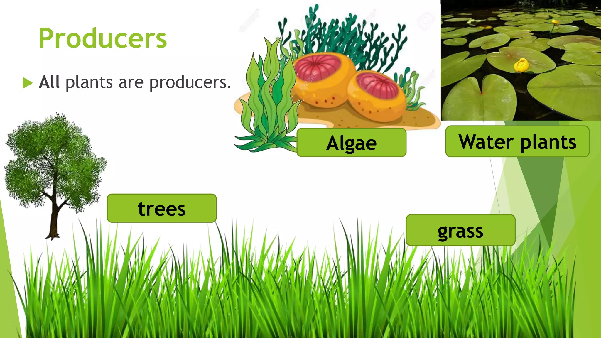 Producers
 All plants are producers.
Algae Water plants
grass
trees
 