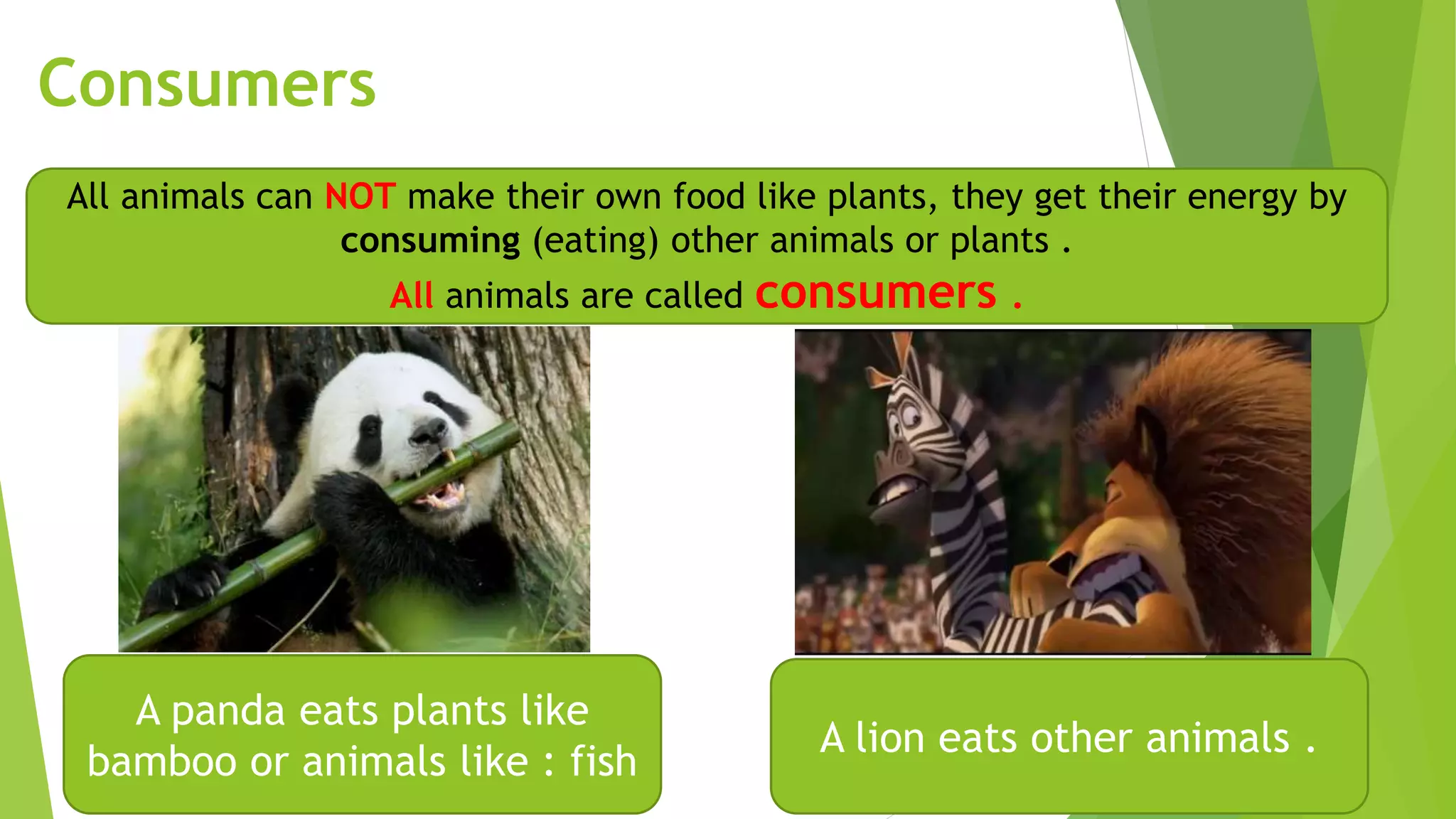 Consumers
A panda eats plants like
bamboo or animals like : fish
A lion eats other animals .
All animals can NOT make their own food like plants, they get their energy by
consuming (eating) other animals or plants .
All animals are called consumers .
 