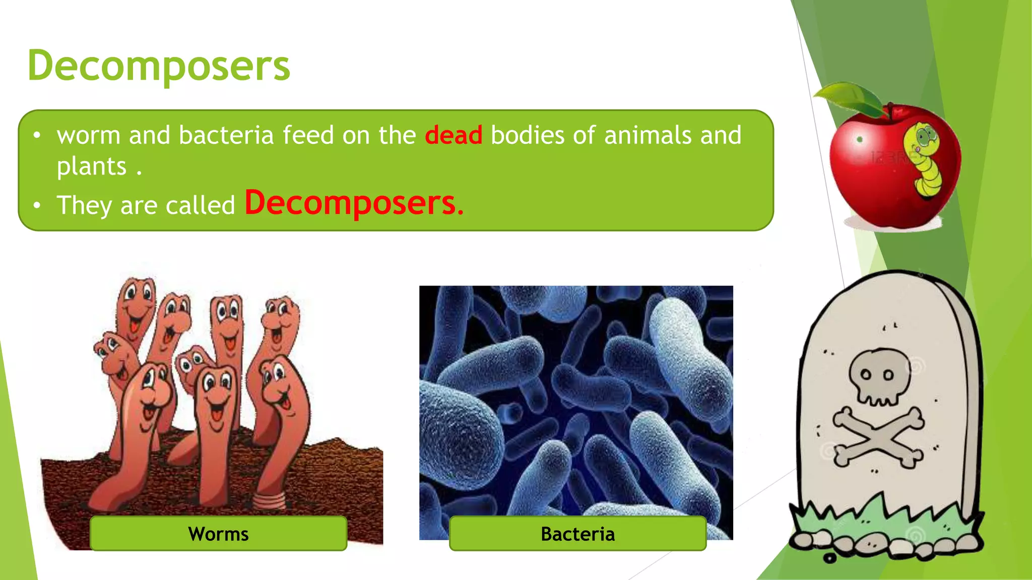 Decomposers
• worm and bacteria feed on the dead bodies of animals and
plants .
• They are called Decomposers.
Worms Bacteria
 