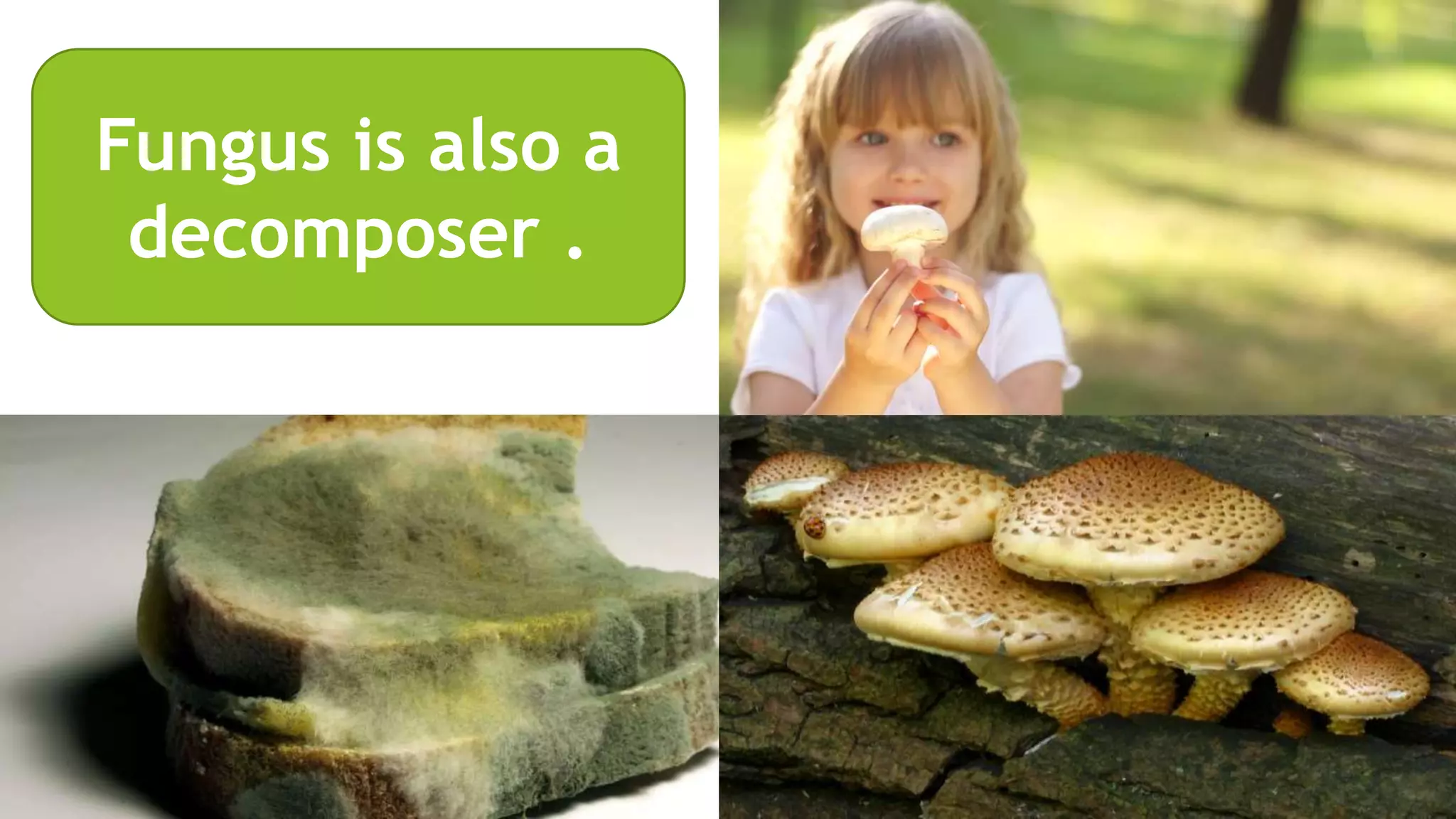 Fungus is also a
decomposer .
 