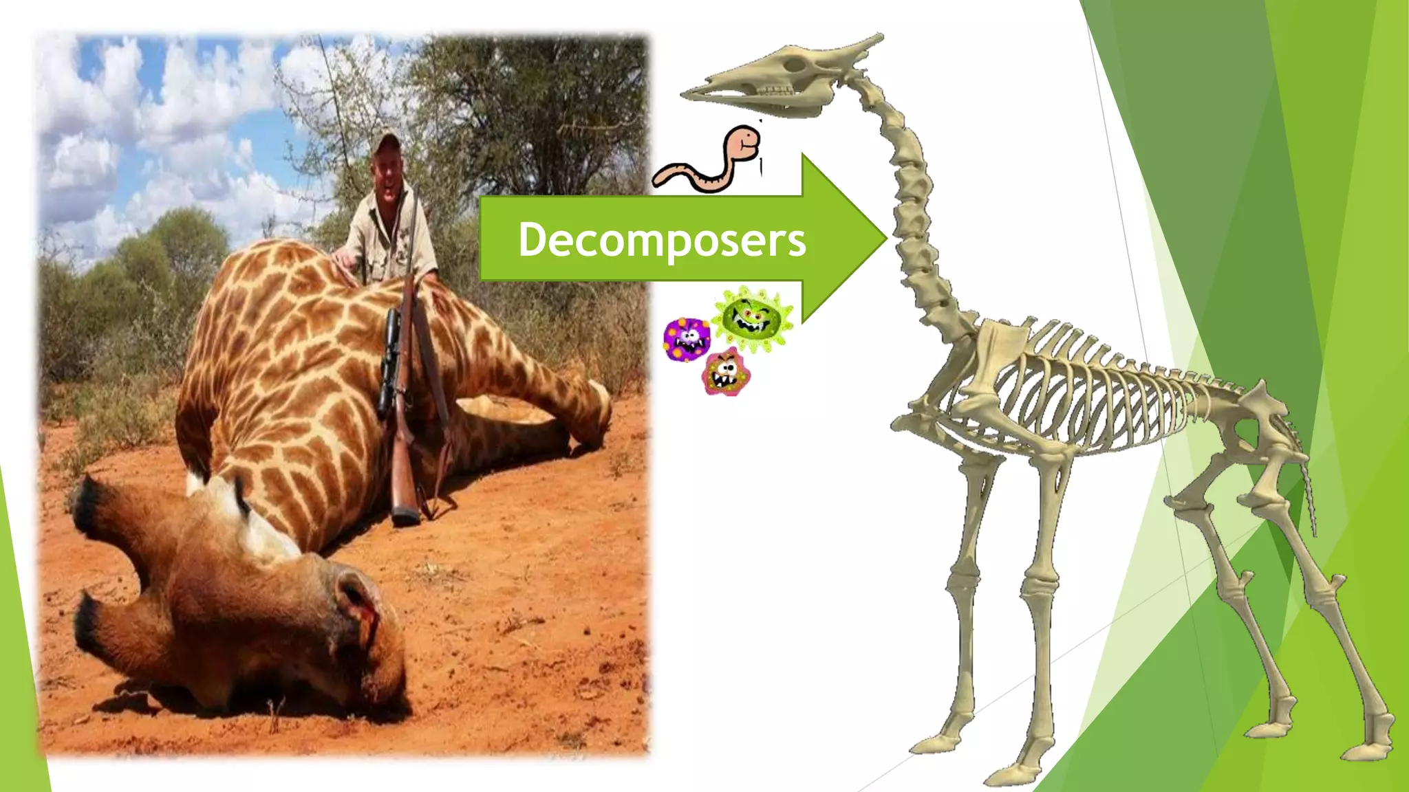 Decomposers
 