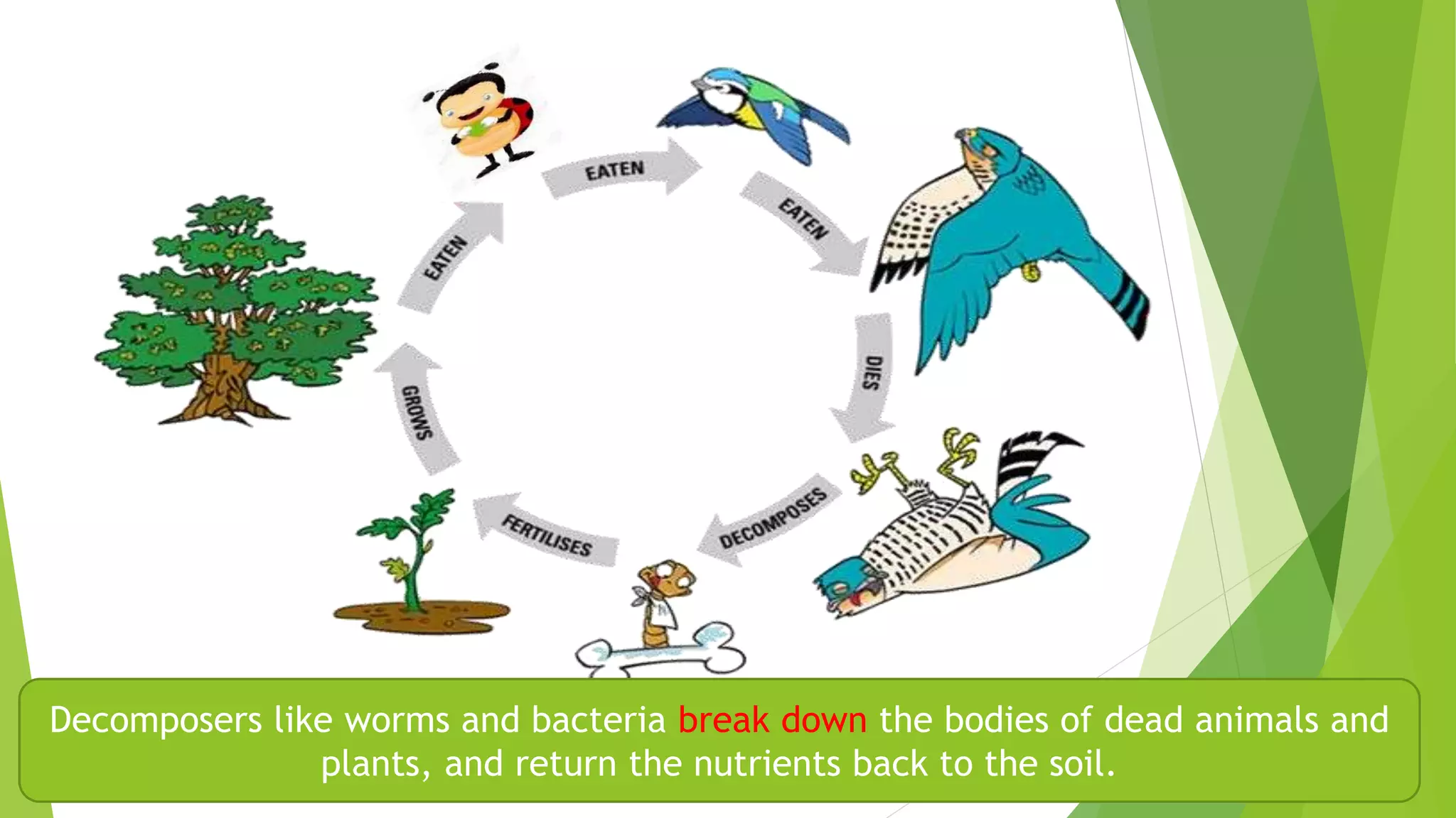 Decomposers like worms and bacteria break down the bodies of dead animals and
plants, and return the nutrients back to the soil.
 