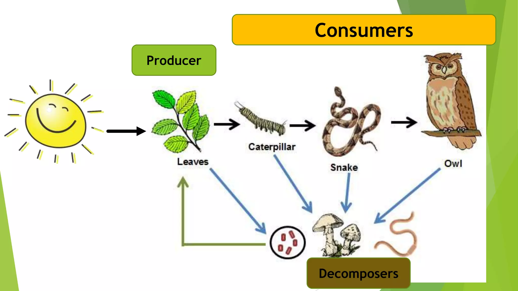 Producer
Consumers
Decomposers
 