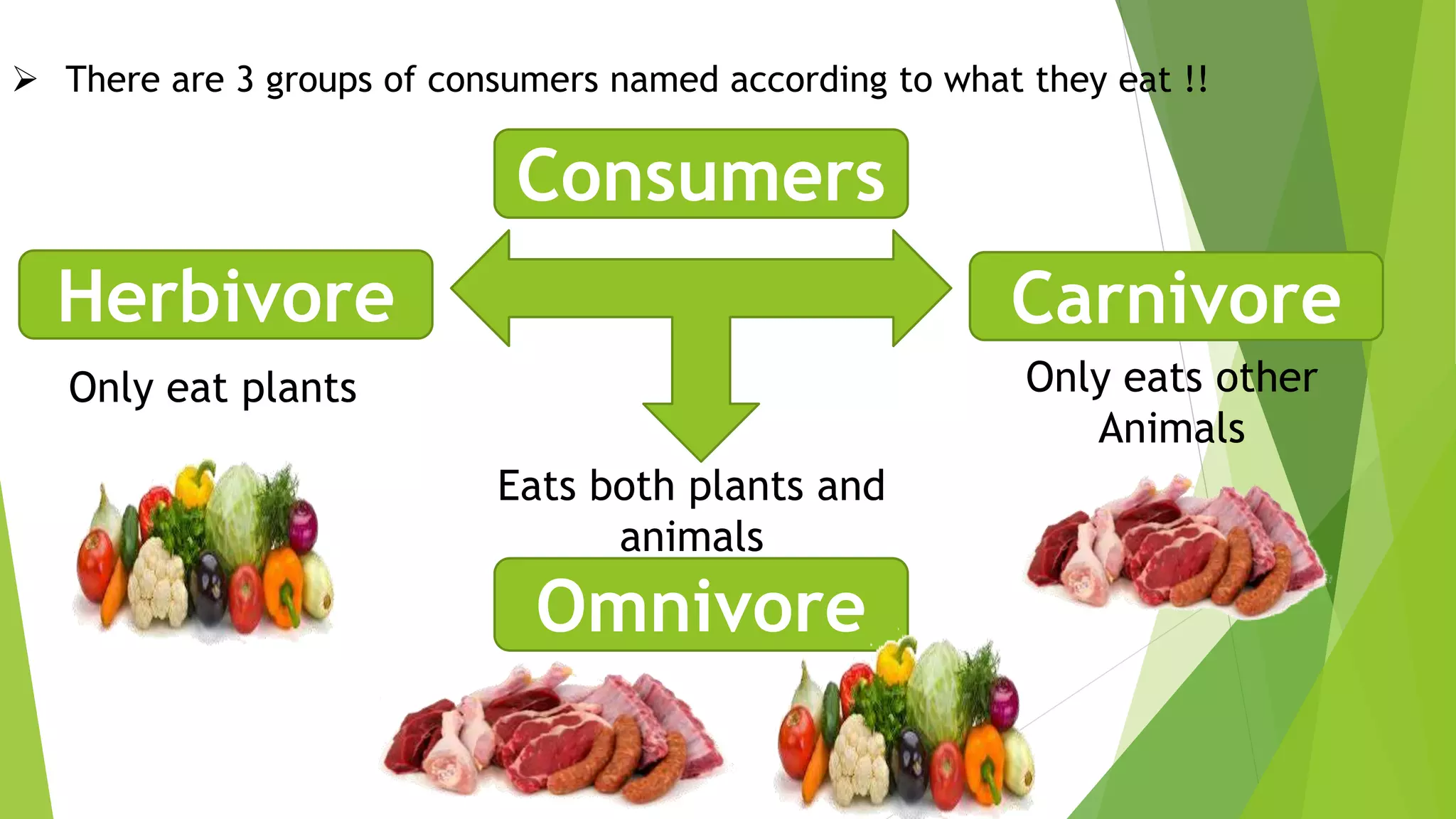 Consumers
Herbivore
Omnivore
Carnivore
 There are 3 groups of consumers named according to what they eat !!
Eats both plants and
animals
Only eats other
Animals
Only eat plants
 