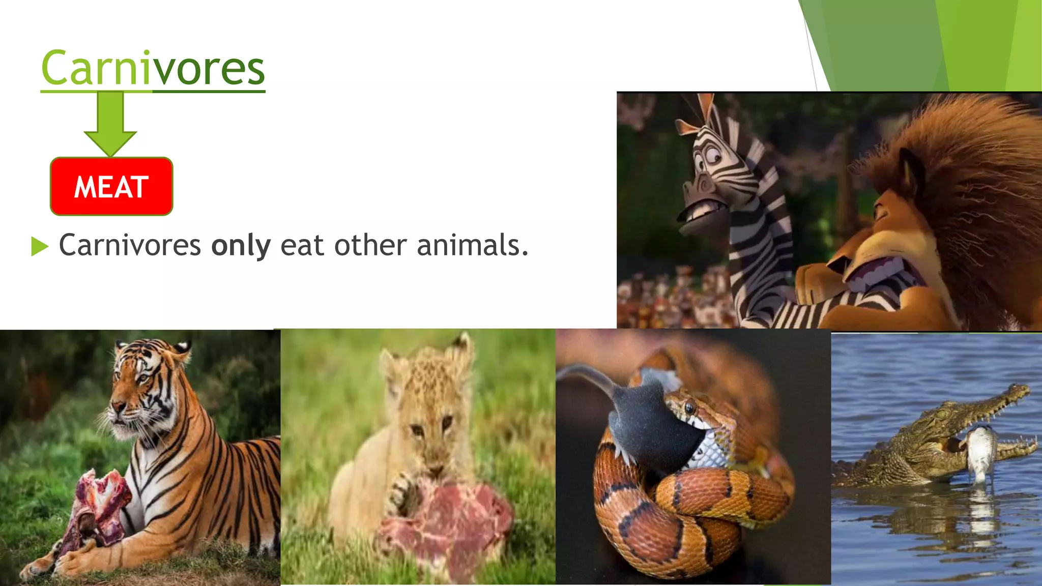 Carnivores
 Carnivores only eat other animals.
MEAT
 