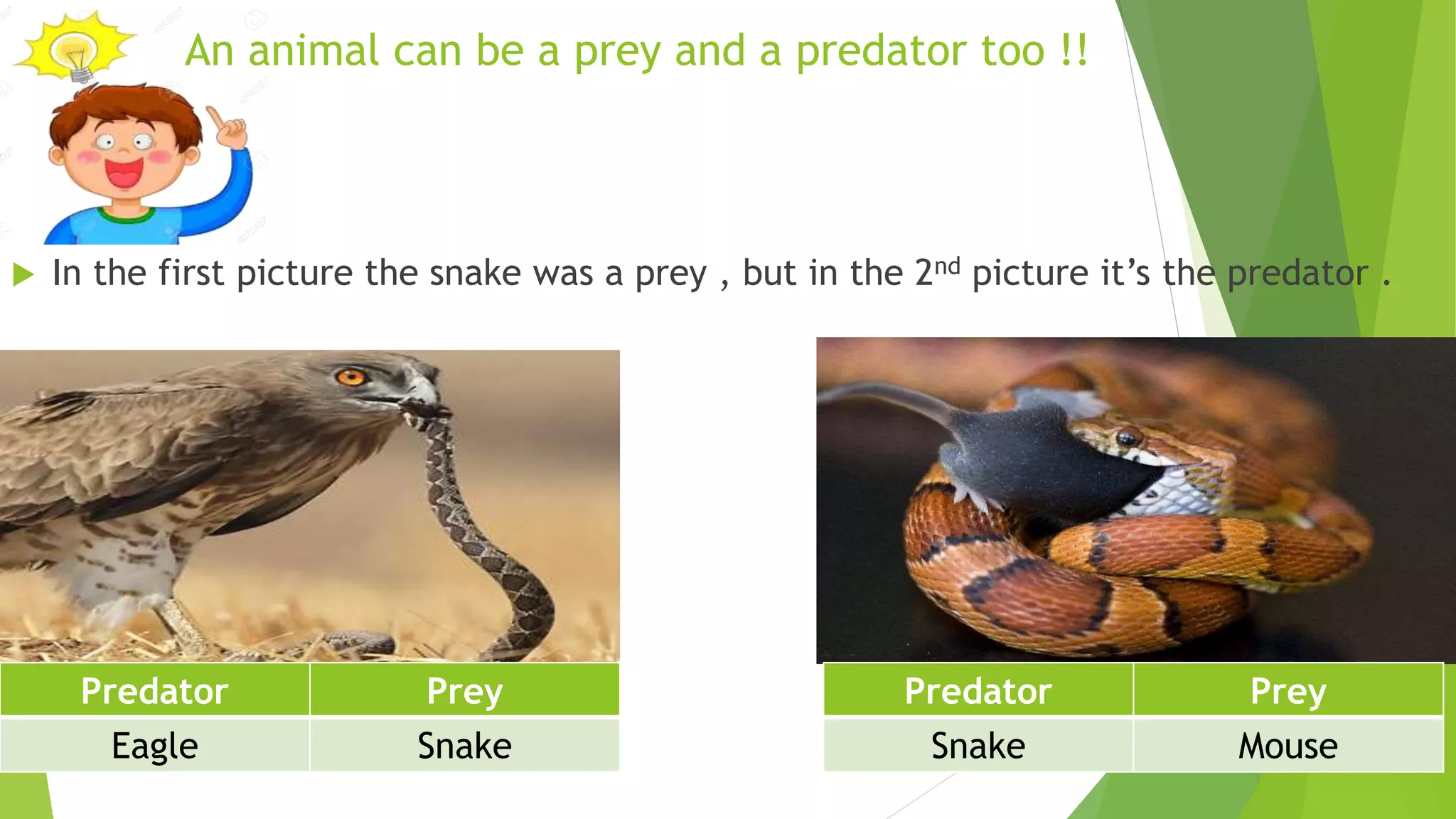 An animal can be a prey and a predator too !!
 In the first picture the snake was a prey , but in the 2nd picture it’s the predator .
Predator Prey
Eagle Snake
Predator Prey
Snake Mouse
 