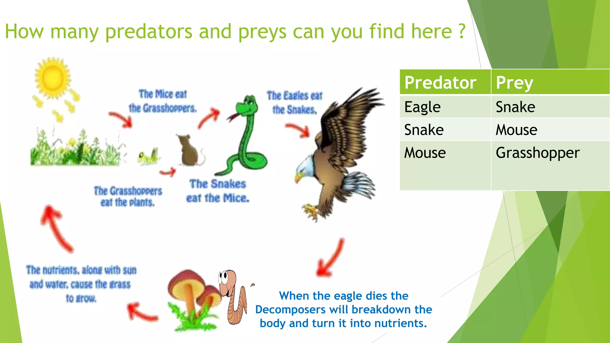 How many predators and preys can you find here ?
Predator Prey
Eagle Snake
Predator Prey
Eagle Snake
Snake Mouse
Predator Prey
Eagle Snake
Snake Mouse
Mouse Grasshopper
When the eagle dies the
Decomposers will breakdown the
body and turn it into nutrients.
 