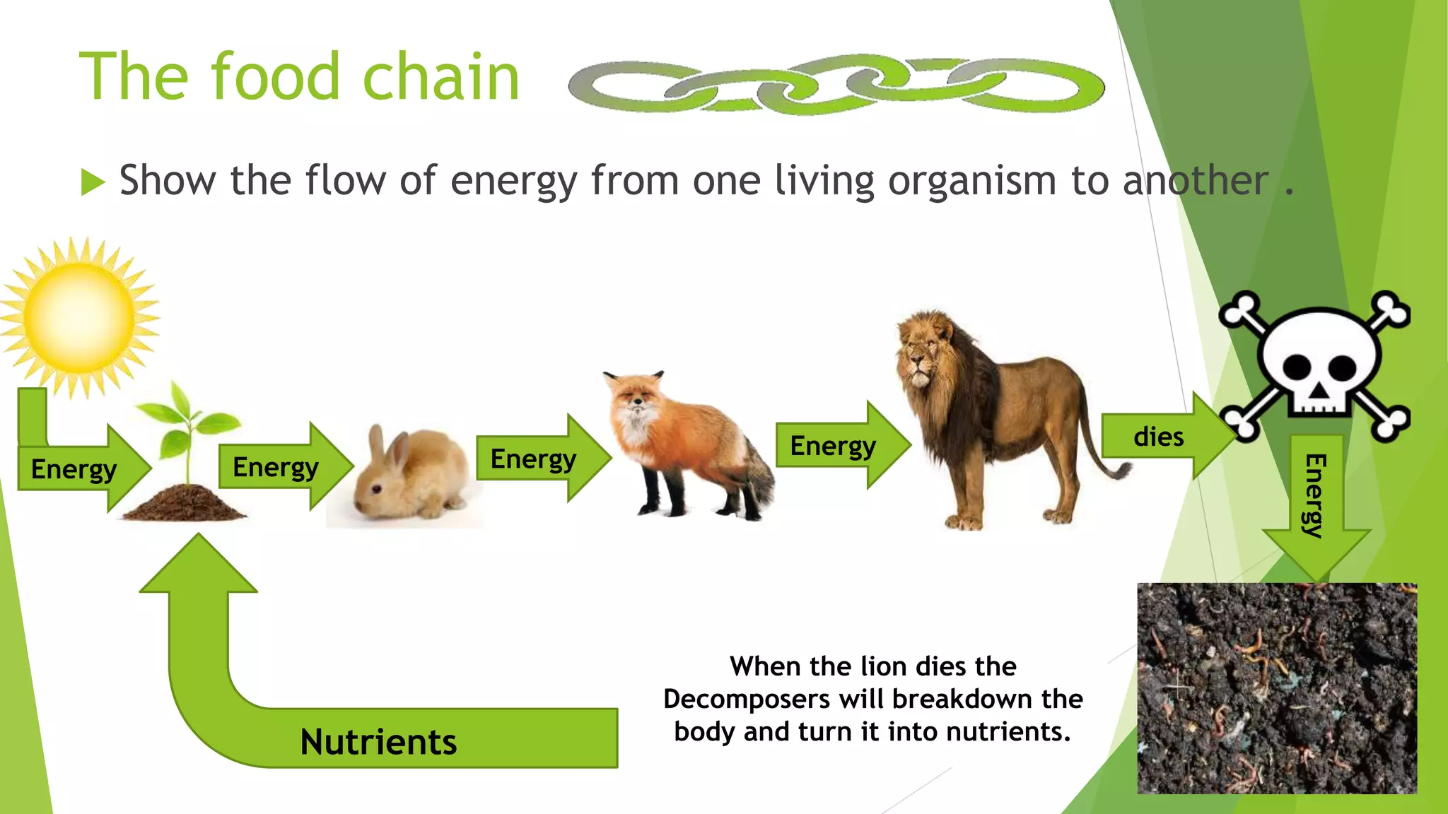 The food chain
 Show the flow of energy from one living organism to another .
Energy
diesEnergyEnergyEnergy
When the lion dies the
Decomposers will breakdown the
body and turn it into nutrients.
Energy
Nutrients
 