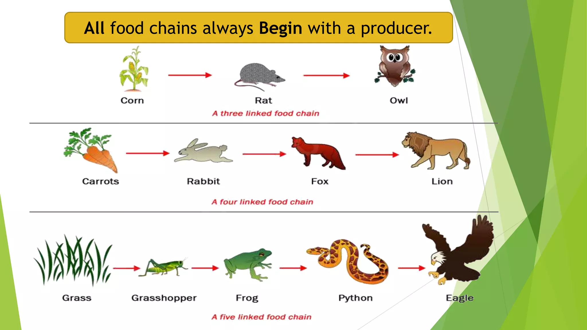 All food chains always Begin with a producer.
 