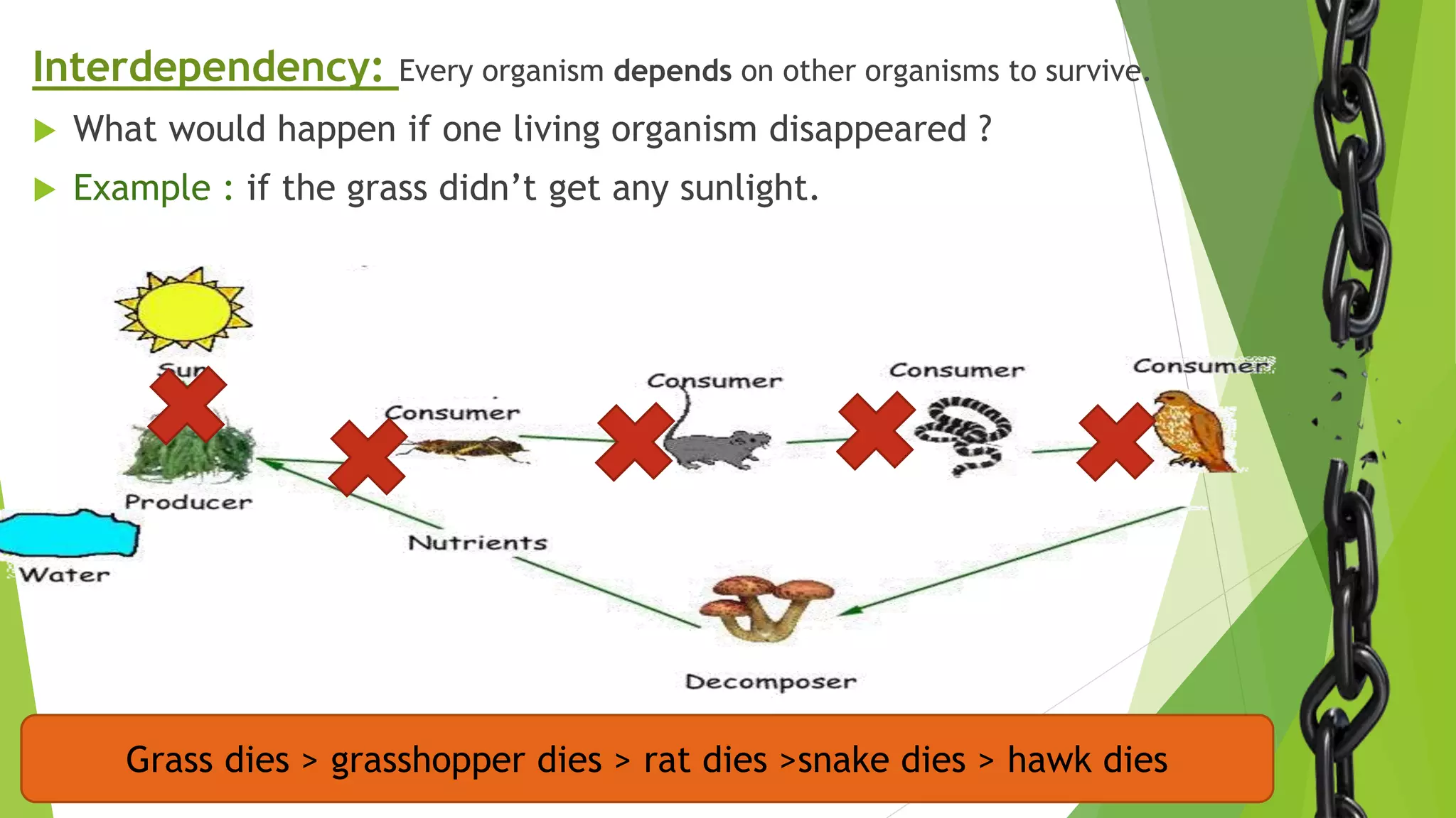 Interdependency: Every organism depends on other organisms to survive.
 What would happen if one living organism disappeared ?
 Example : if the grass didn’t get any sunlight.
Grass dies > grasshopper dies > rat dies >snake dies > hawk dies
 