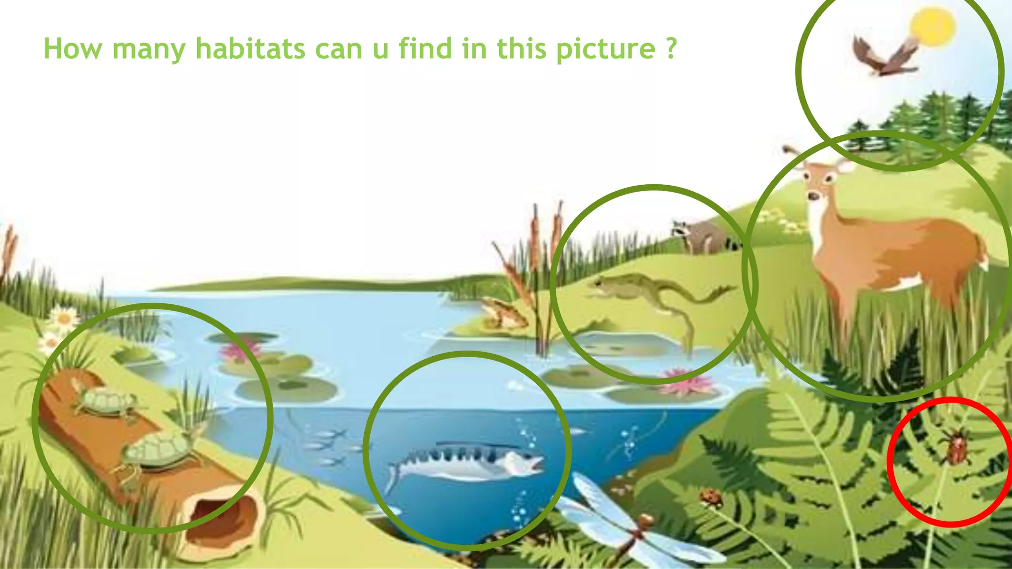 How many habitats can u find in this picture ?
 