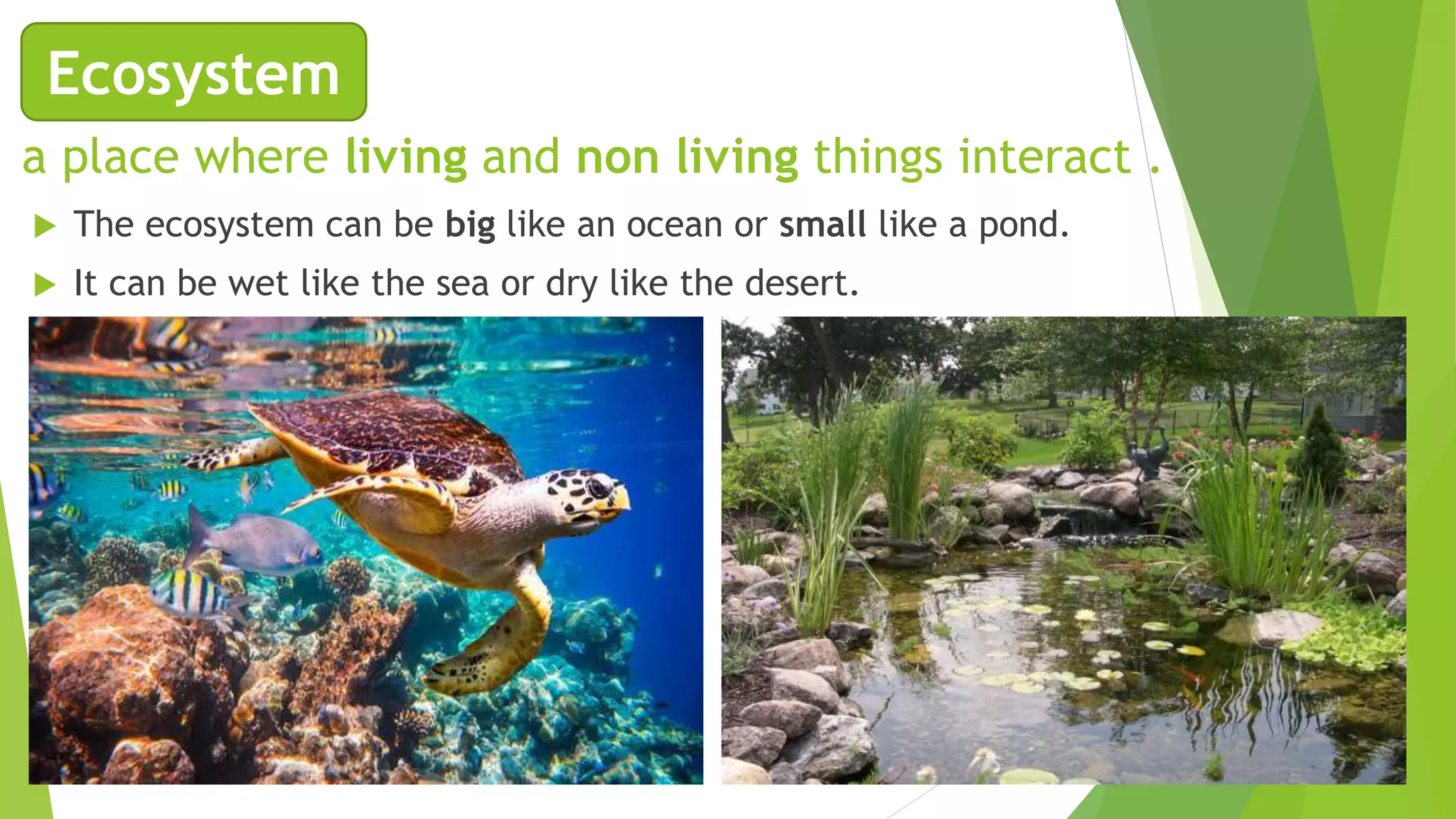 a place where living and non living things interact .
 The ecosystem can be big like an ocean or small like a pond.
 It can be wet like the sea or dry like the desert.
Ecosystem
 