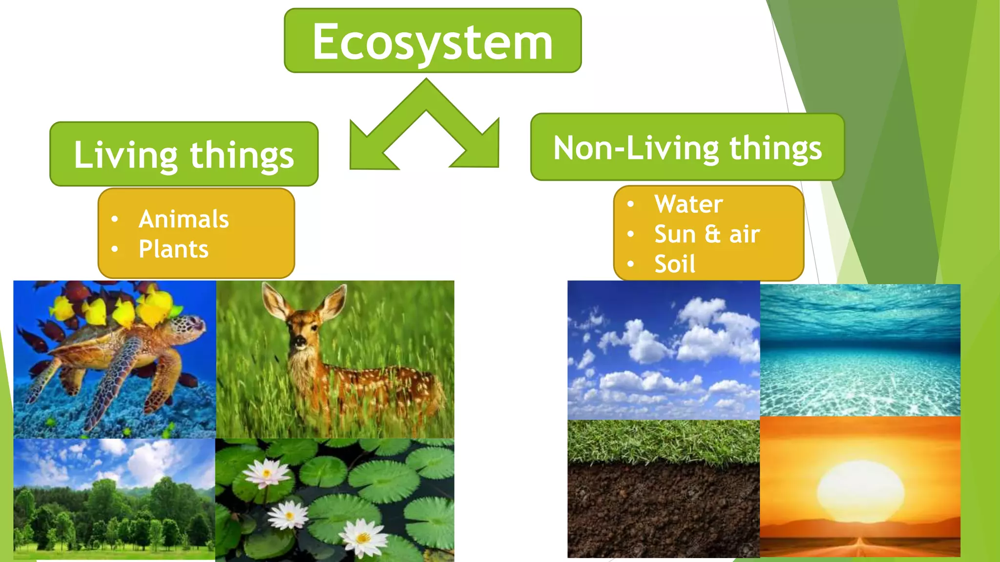 Ecosystem
Living things Non-Living things
• Animals
• Plants
• Water
• Sun & air
• Soil
 
