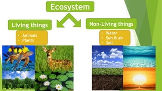 How do living things interact | PPTX