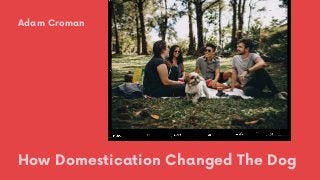 How Domestication Changed The Dog
Adam Croman
 