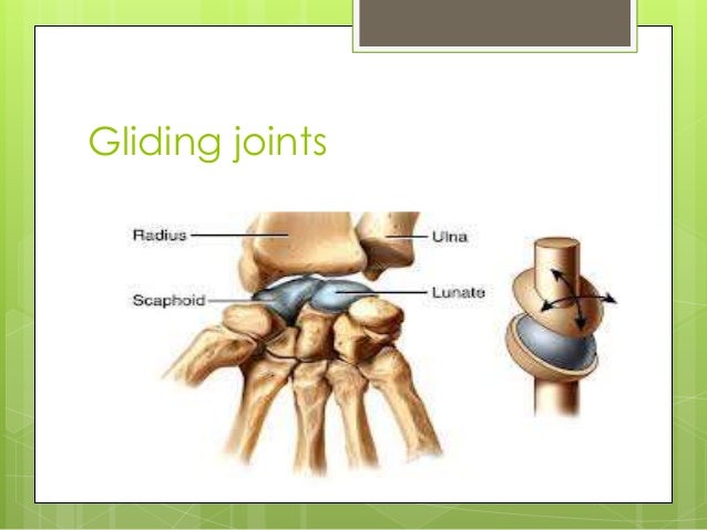 how bones move