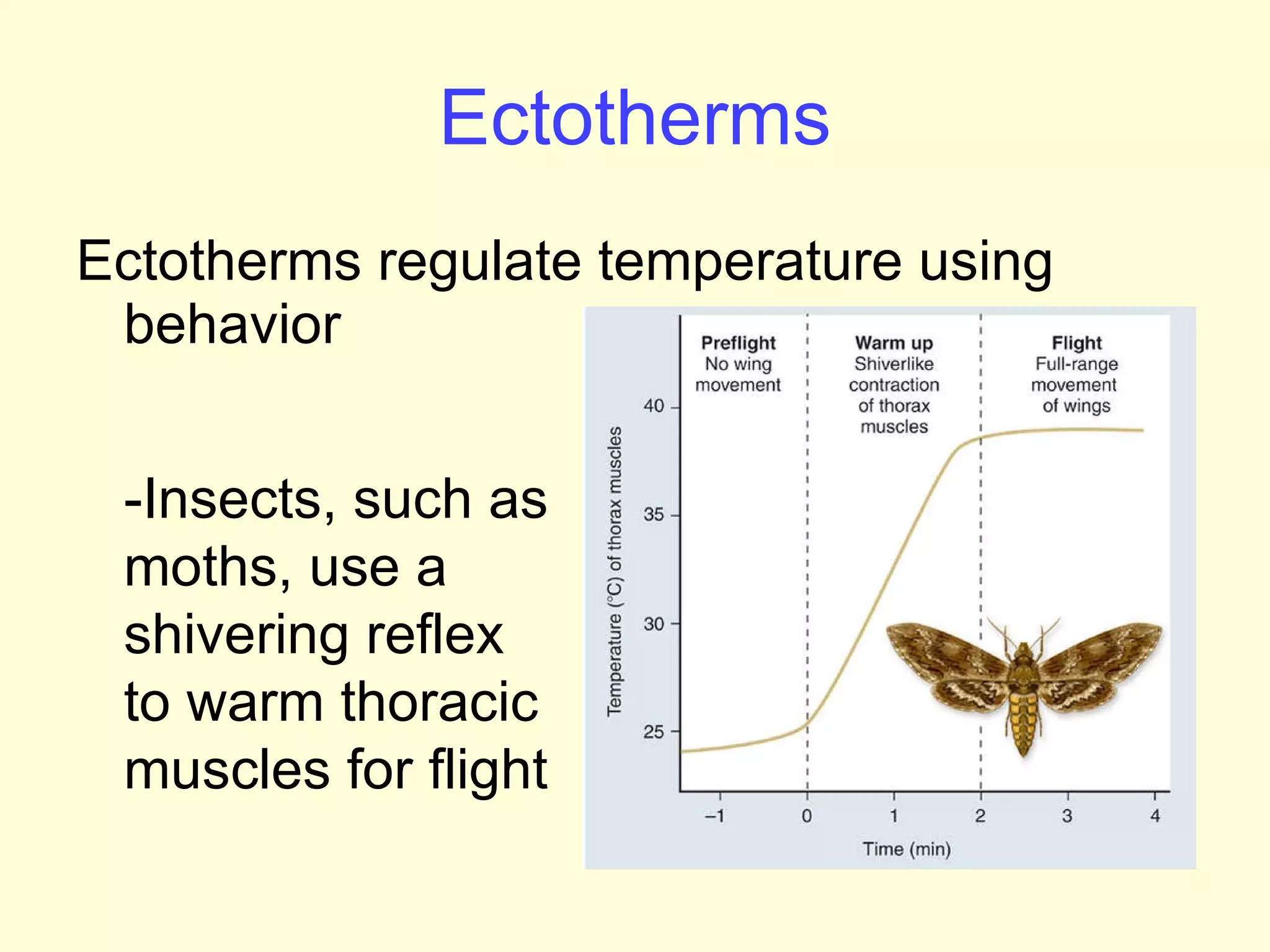 How do organisms maintain body temperature | PPT