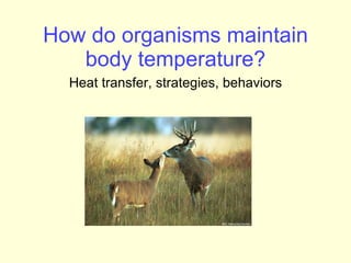 How do organisms maintain body temperature? Heat transfer, strategies, behaviors 