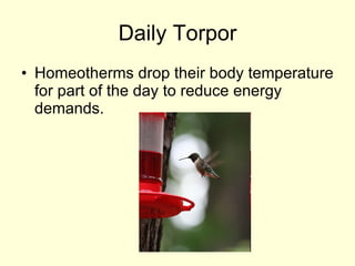 Daily Torpor Homeotherms drop their body temperature for part of the day to reduce energy demands.  
