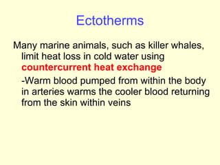 Ectotherms Many marine animals, such as killer whales, limit heat loss in cold water using  countercurrent heat exchange -Warm blood pumped from within the body in arteries warms the cooler blood returning from the skin within veins 
