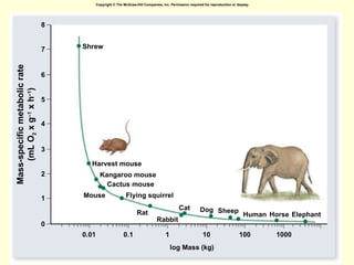 Mass-specific metabolic rate (mL O 2  x g –1  x h –1 ) log Mass (kg) Shrew Harvest mouse Kangaroo mouse Cactus mouse Mouse Flying squirrel Cat Rat Rabbit Dog Sheep Human Horse 1000 100 10 1 1 0 2 3 4 5 6 7 8 0.1 0.01 Elephant Copyright © The McGraw-Hill Companies, Inc. Permission required for reproduction or display. 