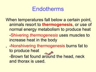 Endotherms When temperatures fall below a certain point, animals resort to  thermogenesis , or use of normal energy metabolism to produce heat - Shivering  thermogenesis  uses muscles to increase heat in the body ,  - Nonshivering thermogenesis  burns fat to to produce heat  -Brown fat found around the head, neck and thorax is used. 