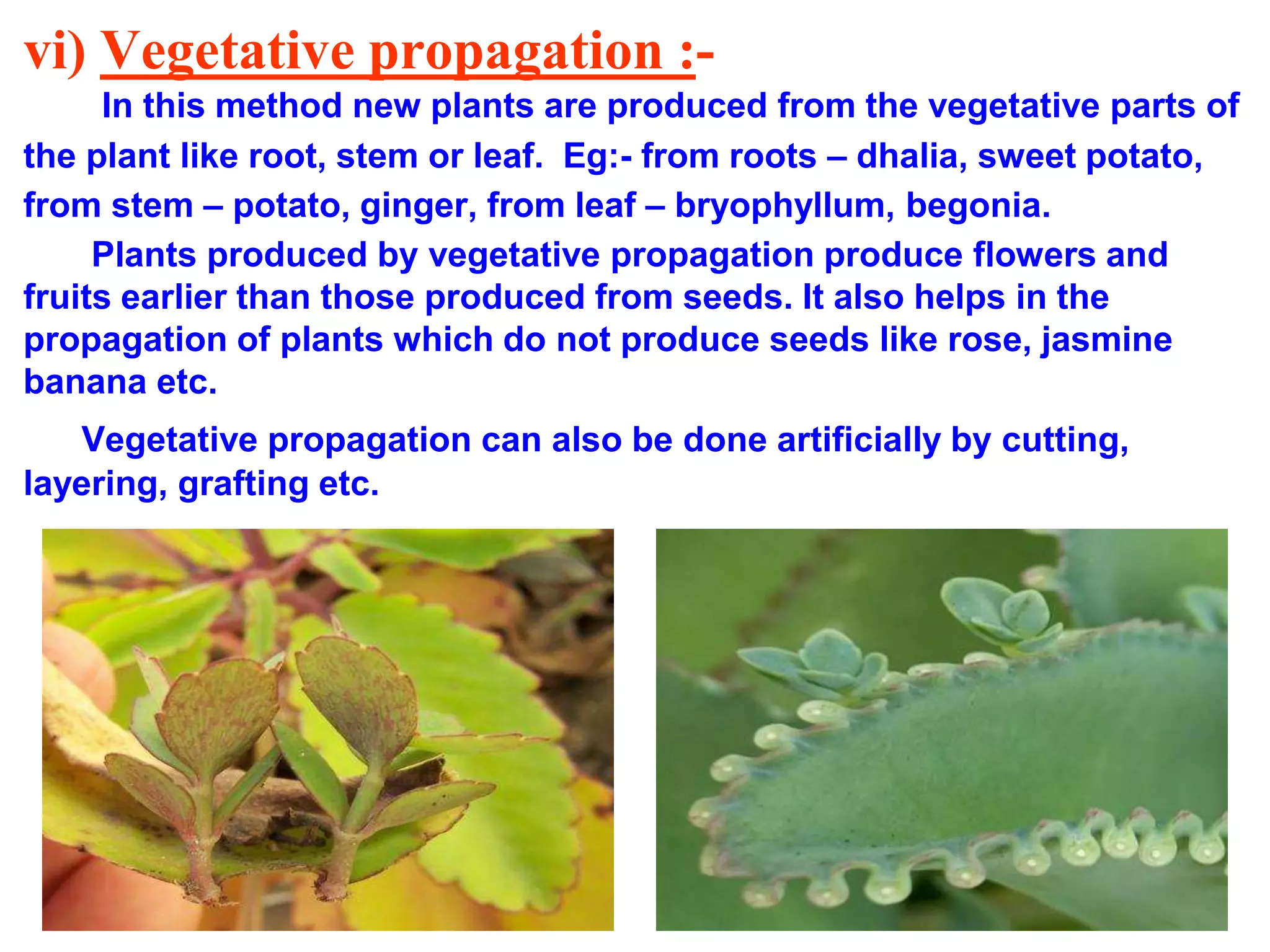 vi) Vegetative propagation :- 
In this method new plants are produced from the vegetative parts of 
the plant like root, stem or leaf. Eg:- from roots – dhalia, sweet potato, 
from stem – potato, ginger, from leaf – bryophyllum, begonia. 
Plants produced by vegetative propagation produce flowers and 
fruits earlier than those produced from seeds. It also helps in the 
propagation of plants which do not produce seeds like rose, jasmine 
banana etc. 
Vegetative propagation can also be done artificially by cutting, 
layering, grafting etc. 
 