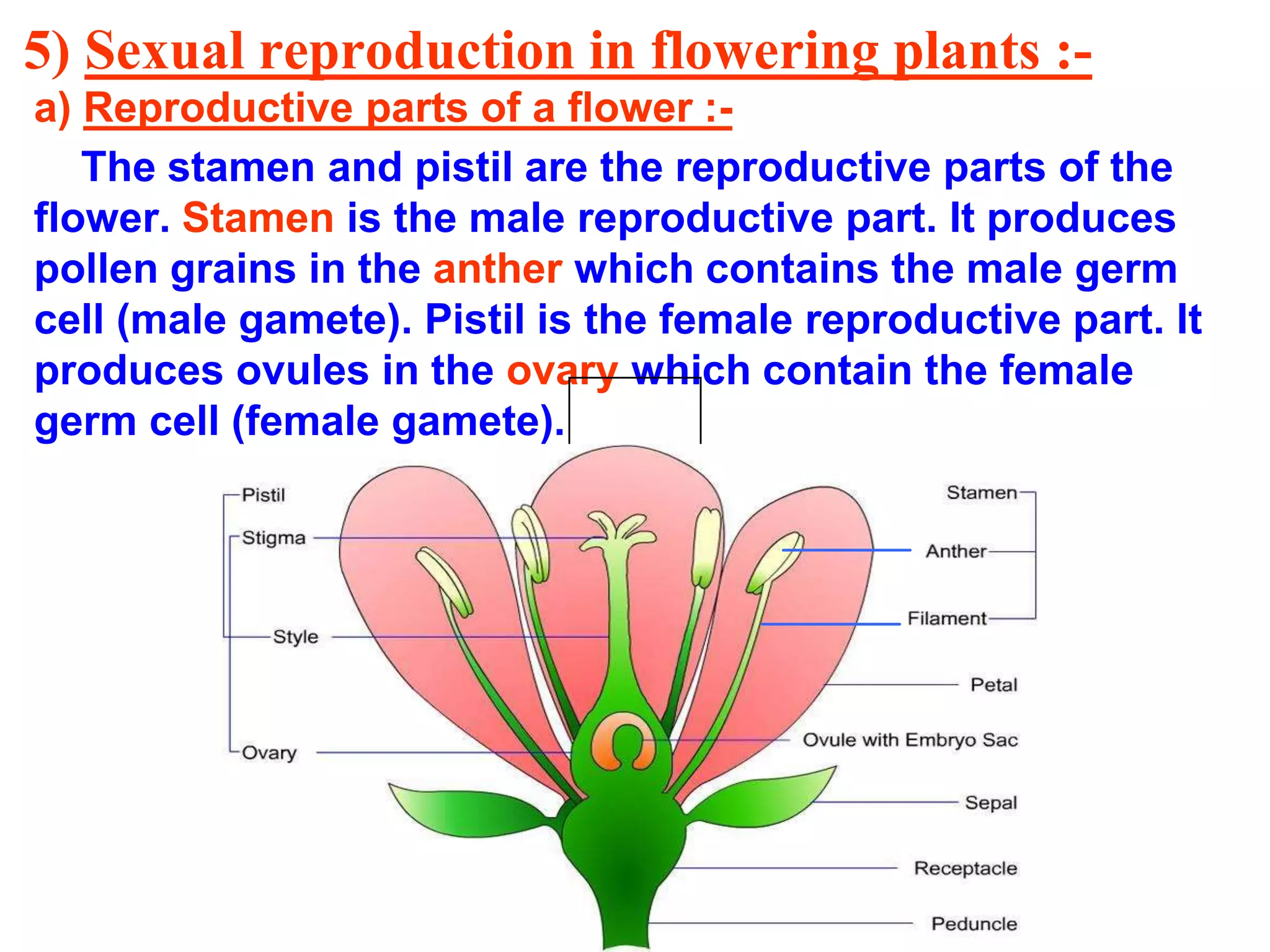 5) Sexual reproduction in flowering plants :- 
a) Reproductive parts of a flower :- 
The stamen and pistil are the reproductive parts of the 
flower. Stamen is the male reproductive part. It produces 
pollen grains in the anther which contains the male germ 
cell (male gamete). Pistil is the female reproductive part. It 
produces ovules in the ovary which contain the female 
germ cell (female gamete). 
 