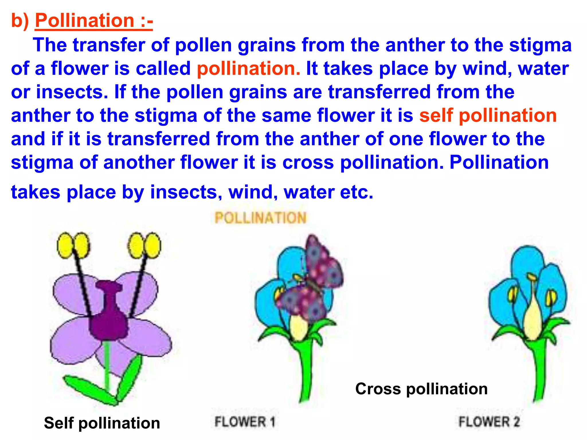 b) Pollination :- 
The transfer of pollen grains from the anther to the stigma 
of a flower is called pollination. It takes place by wind, water 
or insects. If the pollen grains are transferred from the 
anther to the stigma of the same flower it is self pollination 
and if it is transferred from the anther of one flower to the 
stigma of another flower it is cross pollination. Pollination 
takes place by insects, wind, water etc. 
Self pollination 
Cross pollination 
 