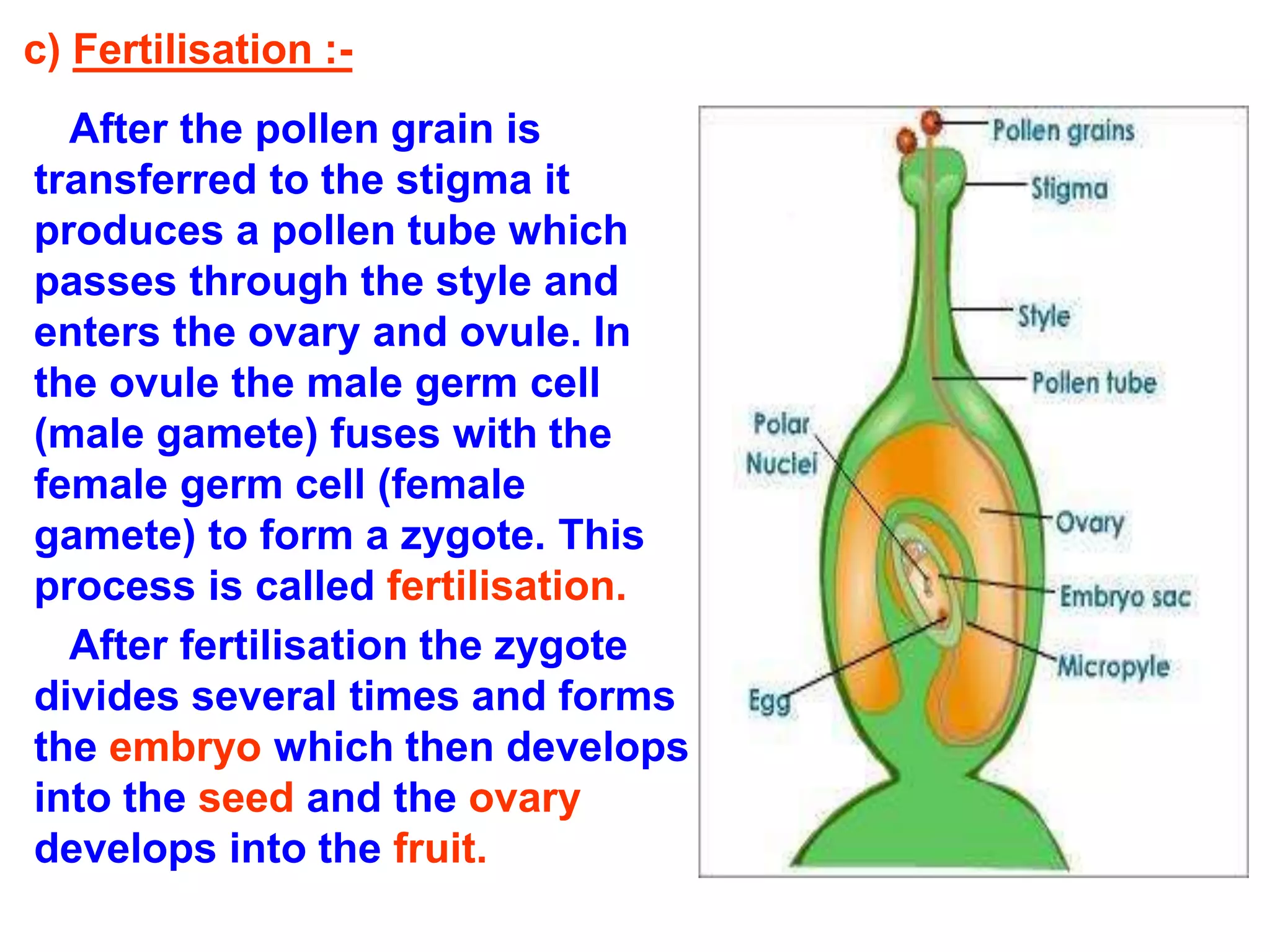 c) Fertilisation :- 
After the pollen grain is 
transferred to the stigma it 
produces a pollen tube which 
passes through the style and 
enters the ovary and ovule. In 
the ovule the male germ cell 
(male gamete) fuses with the 
female germ cell (female 
gamete) to form a zygote. This 
process is called fertilisation. 
After fertilisation the zygote 
divides several times and forms 
the embryo which then develops 
into the seed and the ovary 
develops into the fruit. 
 