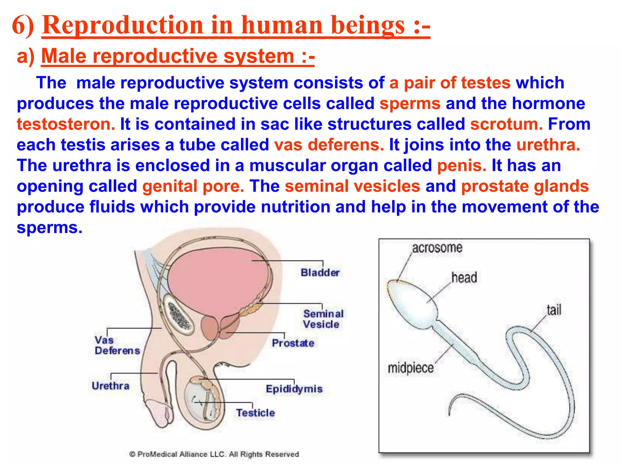 6) Reproduction in human beings :- 
a) Male reproductive system :- 
The male reproductive system consists of a pair of testes which 
produces the male reproductive cells called sperms and the hormone 
testosteron. It is contained in sac like structures called scrotum. From 
each testis arises a tube called vas deferens. It joins into the urethra. 
The urethra is enclosed in a muscular organ called penis. It has an 
opening called genital pore. The seminal vesicles and prostate glands 
produce fluids which provide nutrition and help in the movement of the 
sperms. 
 