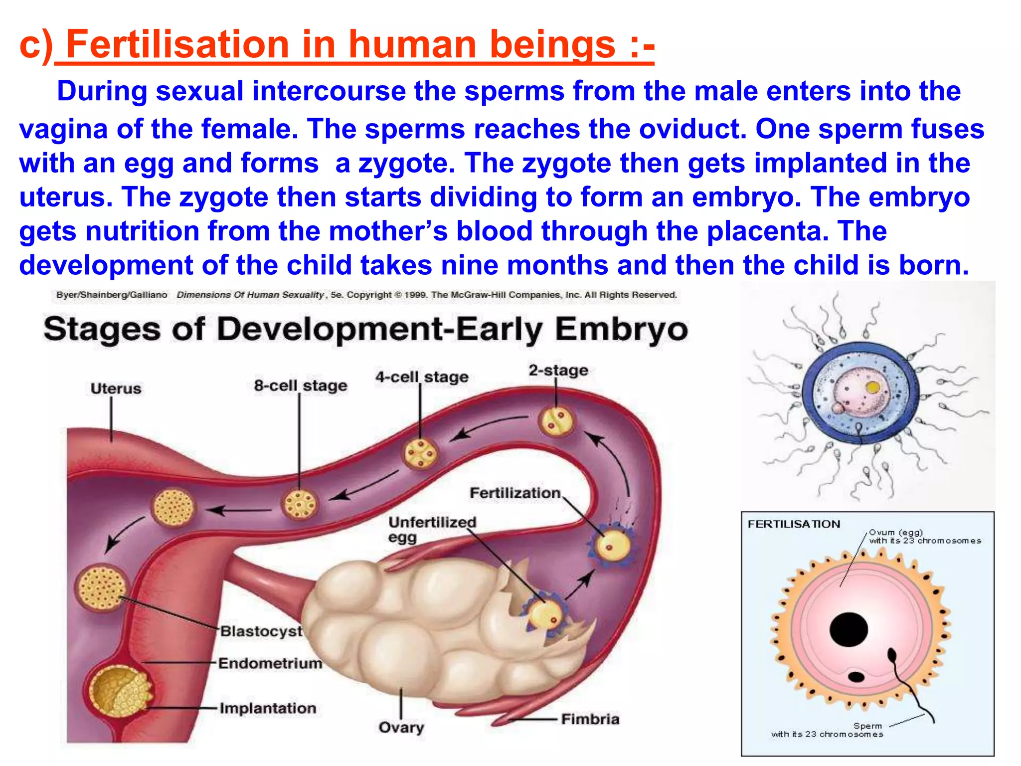 c) Fertilisation in human beings :- 
During sexual intercourse the sperms from the male enters into the 
vagina of the female. The sperms reaches the oviduct. One sperm fuses 
with an egg and forms a zygote. The zygote then gets implanted in the 
uterus. The zygote then starts dividing to form an embryo. The embryo 
gets nutrition from the mother’s blood through the placenta. The 
development of the child takes nine months and then the child is born. 
 