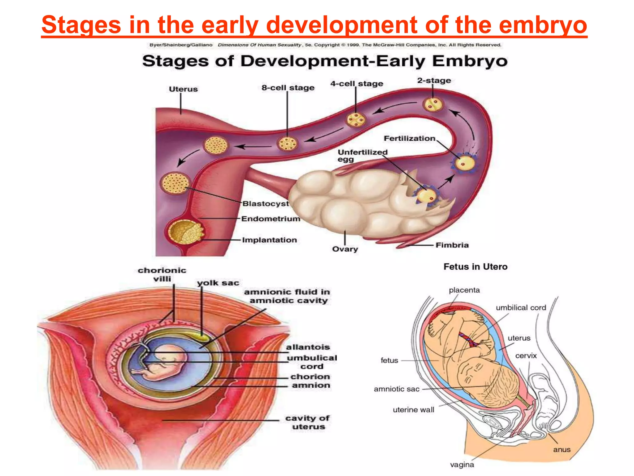 Stages in the early development of the embryo 
 