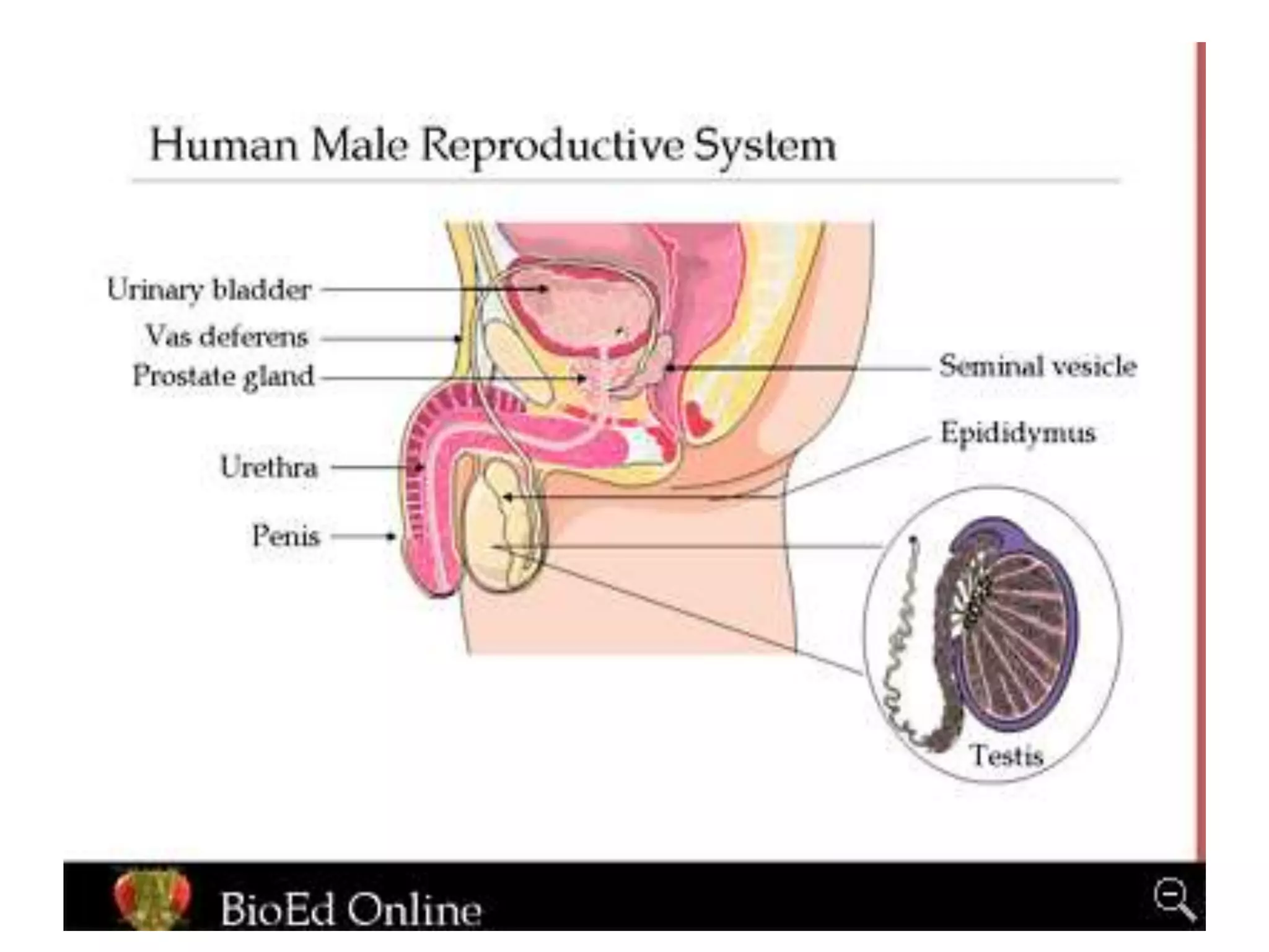 How do organisms reproduce.ppt