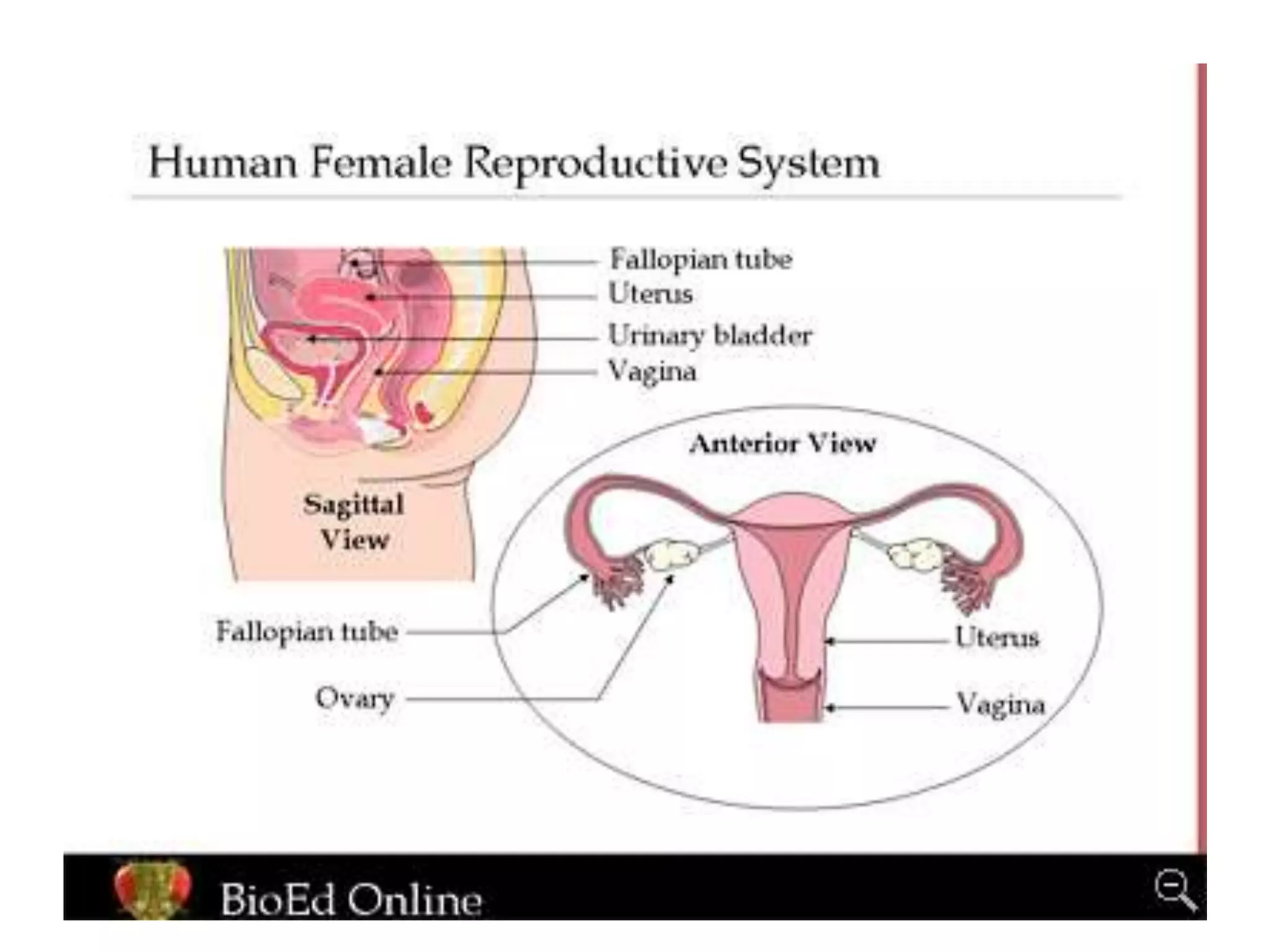 How do organisms reproduce.ppt