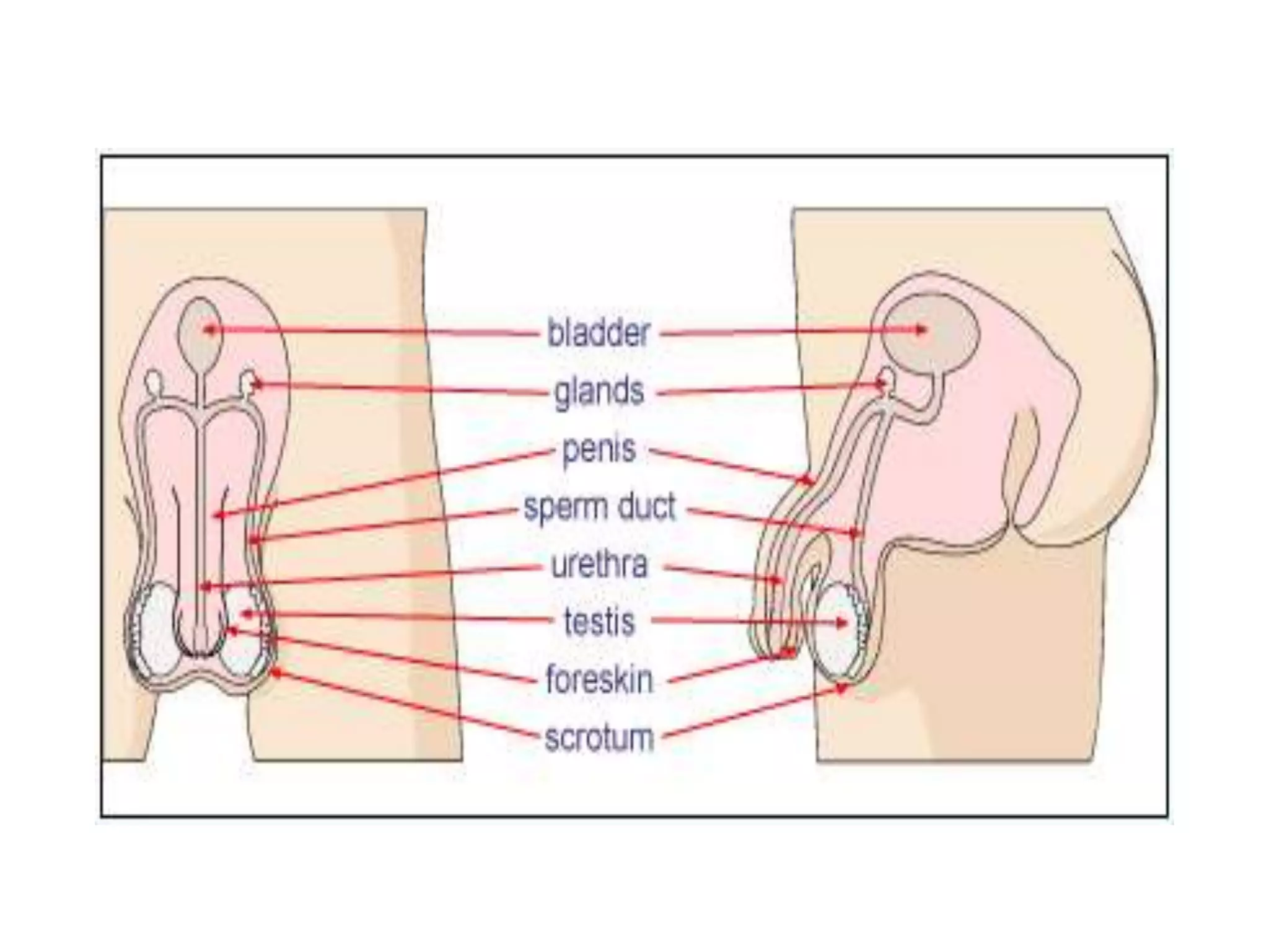 How do organisms reproduce.ppt