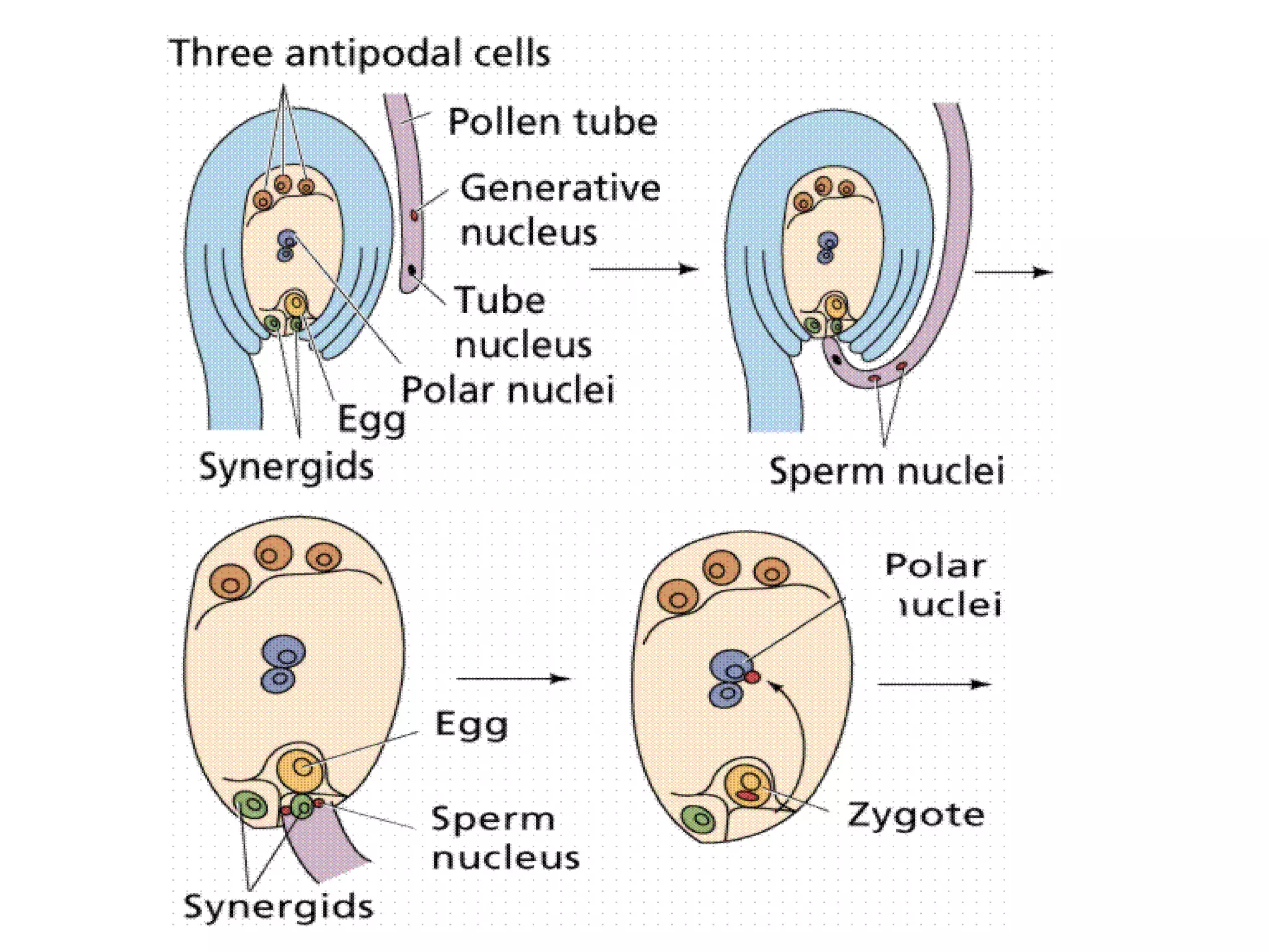 How do organisms reproduce.ppt