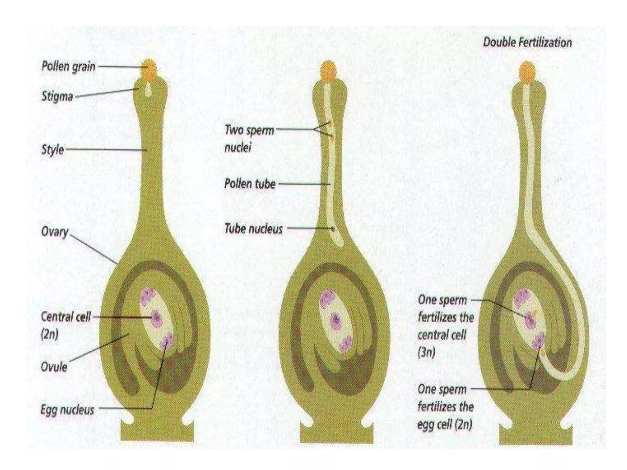 How do organisms reproduce.ppt