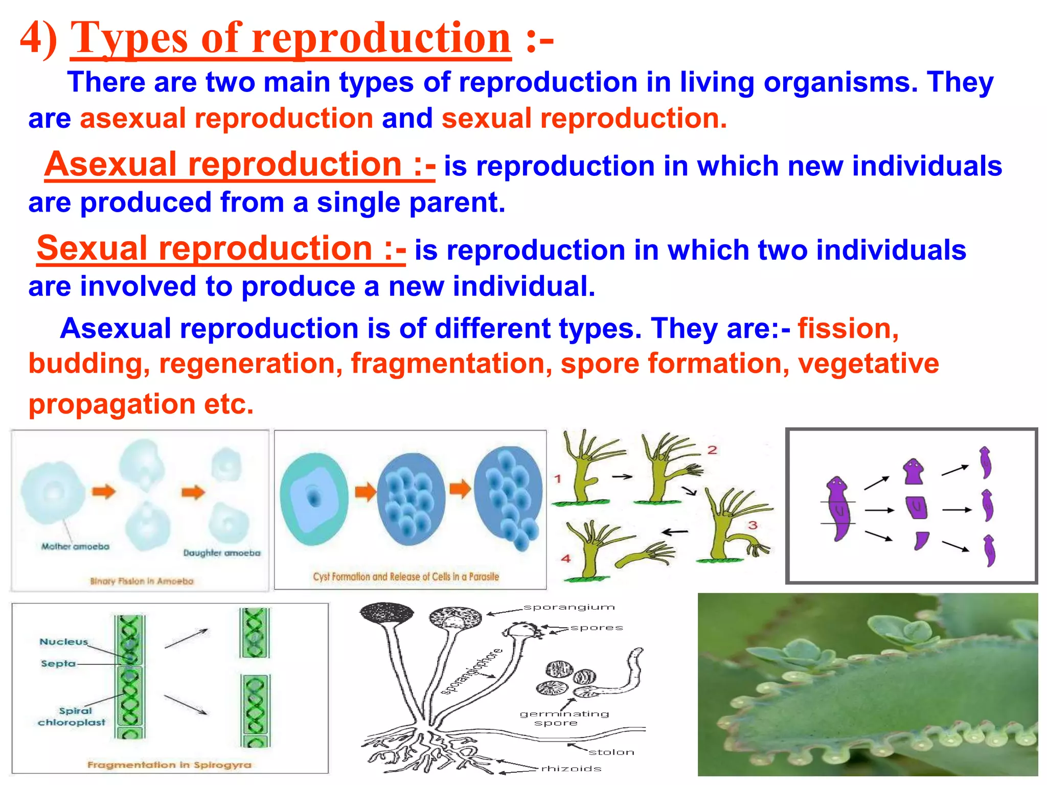 4) Types of reproduction :- 
There are two main types of reproduction in living organisms. They 
are asexual reproduction and sexual reproduction. 
Asexual reproduction :- is reproduction in which new individuals 
are produced from a single parent. 
Sexual reproduction :- is reproduction in which two individuals 
are involved to produce a new individual. 
Asexual reproduction is of different types. They are:- fission, 
budding, regeneration, fragmentation, spore formation, vegetative 
propagation etc. 
 