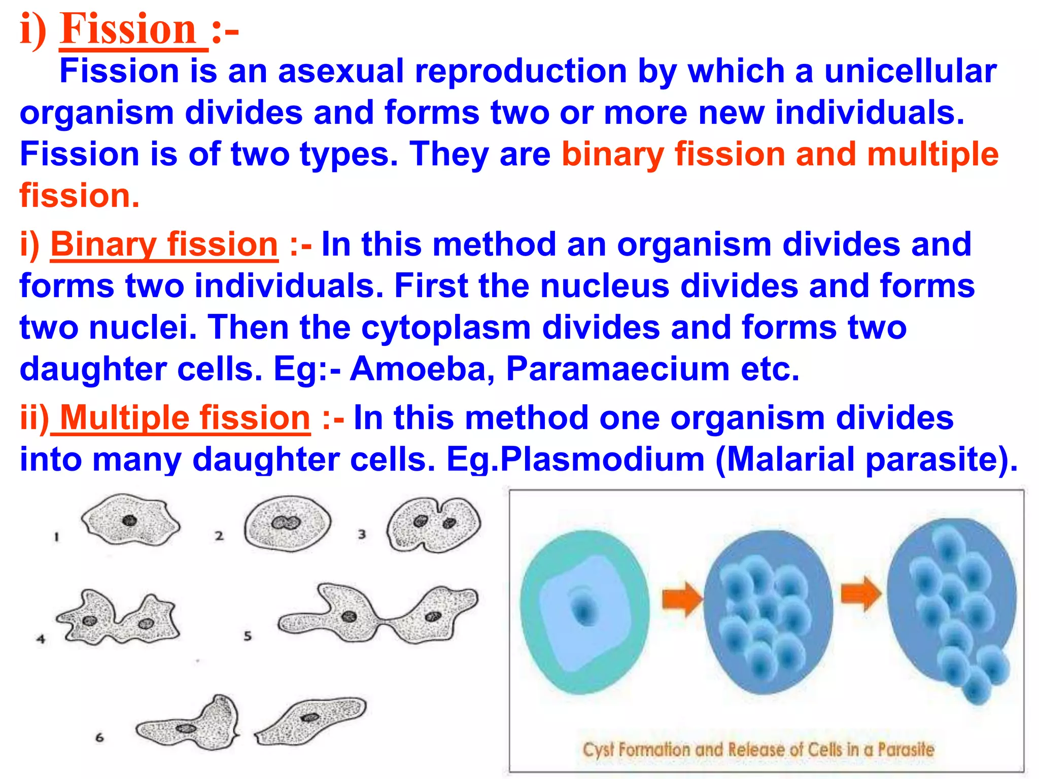 i) Fission :- 
Fission is an asexual reproduction by which a unicellular 
organism divides and forms two or more new individuals. 
Fission is of two types. They are binary fission and multiple 
fission. 
i) Binary fission :- In this method an organism divides and 
forms two individuals. First the nucleus divides and forms 
two nuclei. Then the cytoplasm divides and forms two 
daughter cells. Eg:- Amoeba, Paramaecium etc. 
ii) Multiple fission :- In this method one organism divides 
into many daughter cells. Eg.Plasmodium (Malarial parasite). 
 