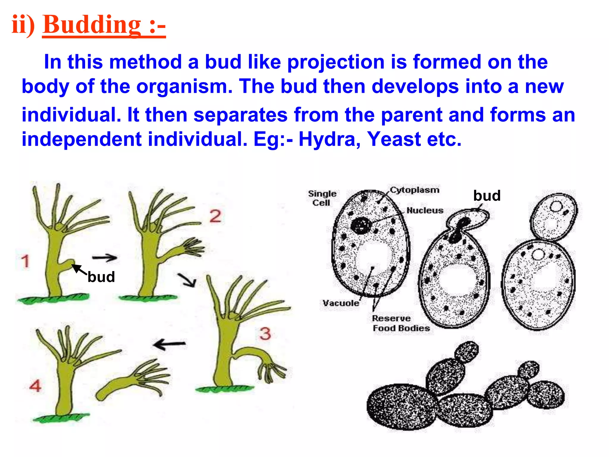 ii) Budding :- 
In this method a bud like projection is formed on the 
body of the organism. The bud then develops into a new 
individual. It then separates from the parent and forms an 
independent individual. Eg:- Hydra, Yeast etc. 
bud 
bud 
 