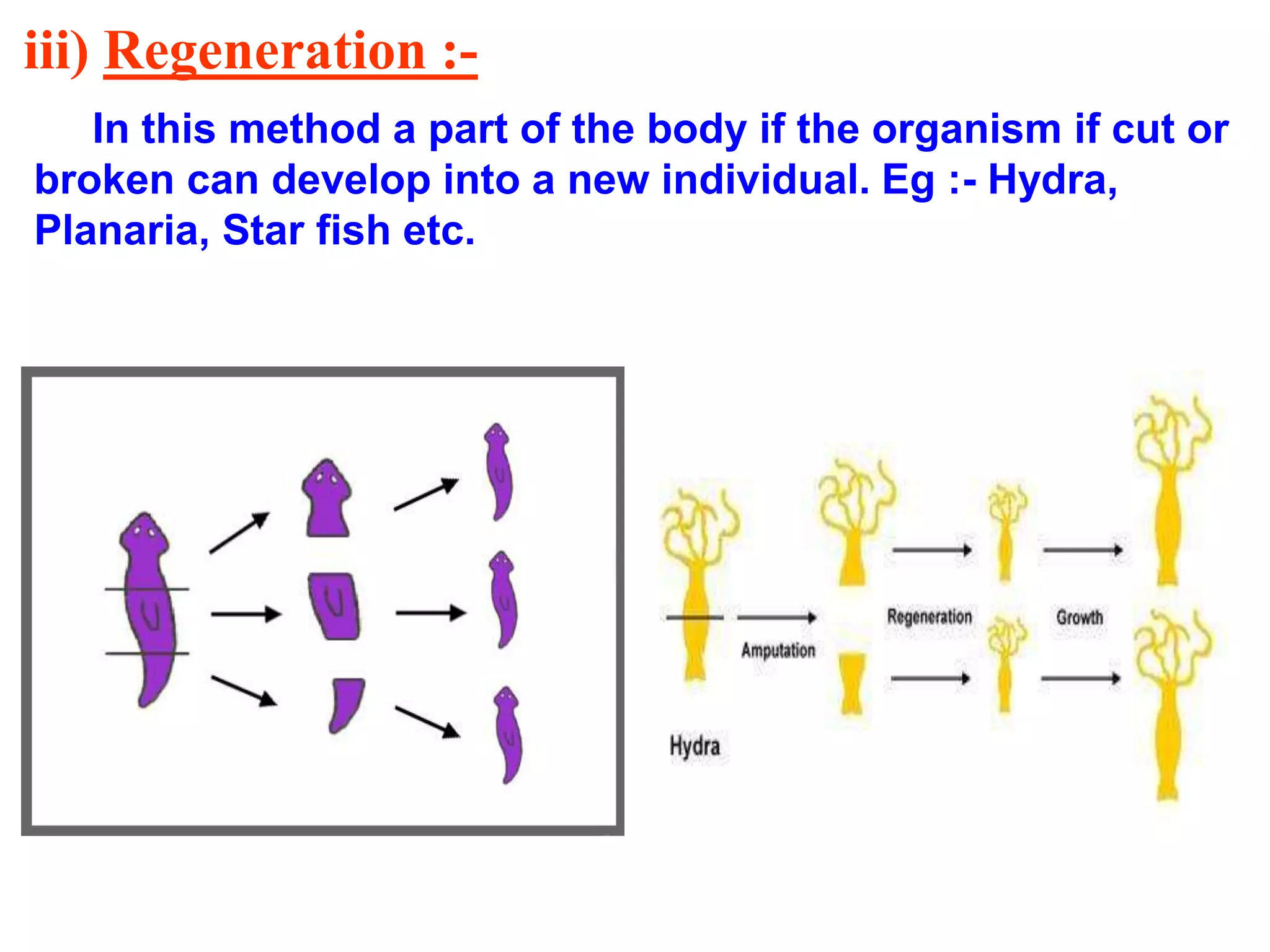 iii) Regeneration :- 
In this method a part of the body if the organism if cut or 
broken can develop into a new individual. Eg :- Hydra, 
Planaria, Star fish etc. 
 