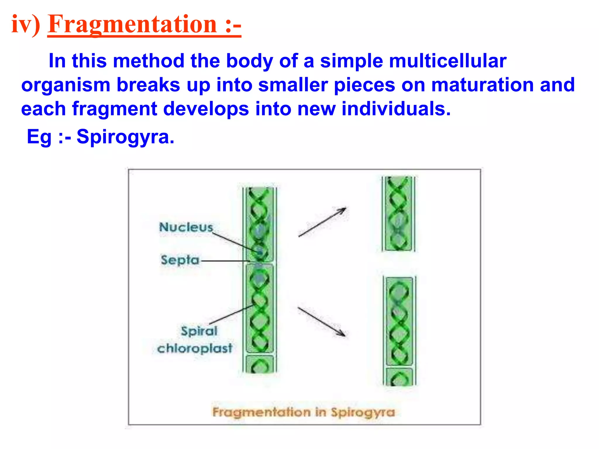 iv) Fragmentation :- 
In this method the body of a simple multicellular 
organism breaks up into smaller pieces on maturation and 
each fragment develops into new individuals. 
Eg :- Spirogyra. 
 