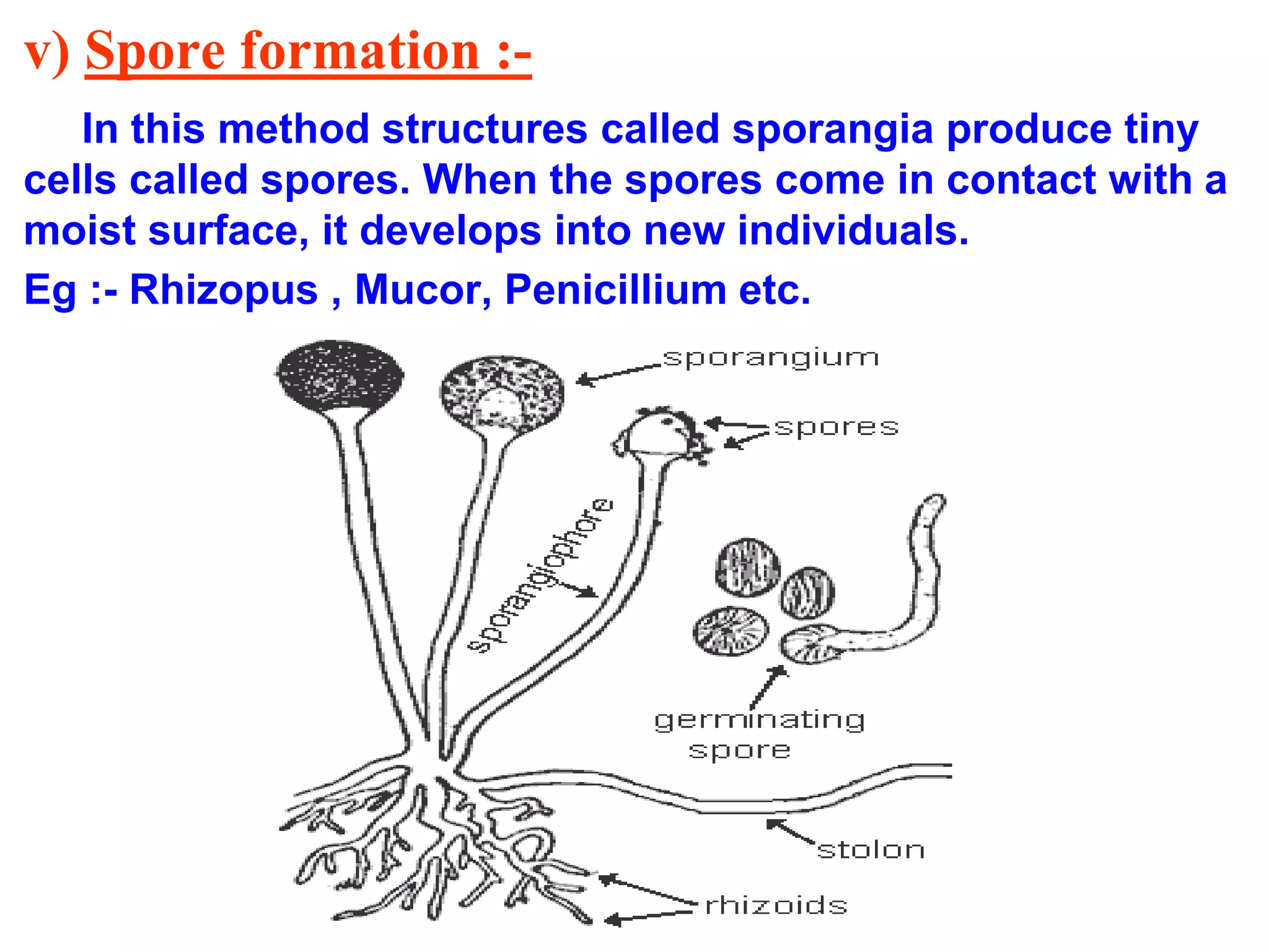 v) Spore formation :- 
In this method structures called sporangia produce tiny 
cells called spores. When the spores come in contact with a 
moist surface, it develops into new individuals. 
Eg :- Rhizopus , Mucor, Penicillium etc. 
 
