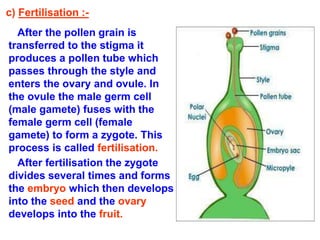 c) Fertilisation :- 
After the pollen grain is 
transferred to the stigma it 
produces a pollen tube which 
passes through the style and 
enters the ovary and ovule. In 
the ovule the male germ cell 
(male gamete) fuses with the 
female germ cell (female 
gamete) to form a zygote. This 
process is called fertilisation. 
After fertilisation the zygote 
divides several times and forms 
the embryo which then develops 
into the seed and the ovary 
develops into the fruit. 
 